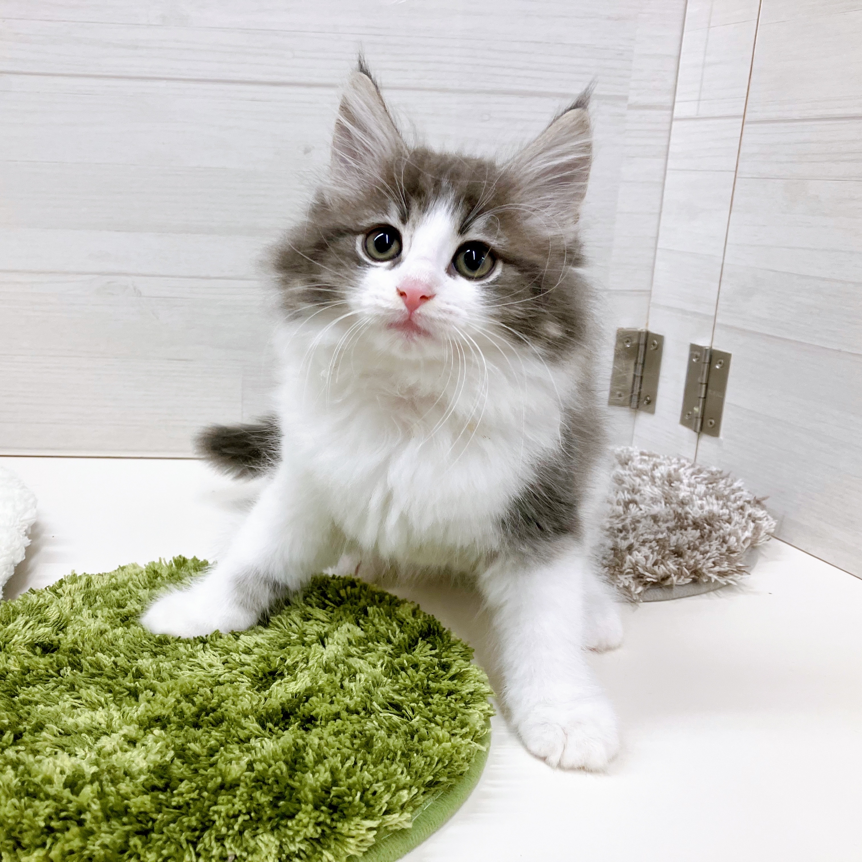石川県のノルウェージャンフォレストキャット (犬の家＆猫の里アミーゴ金沢おこばた店/2025年7月3日生まれ/男の子/ブルータビーホワイト)の子猫の2枚目の画像