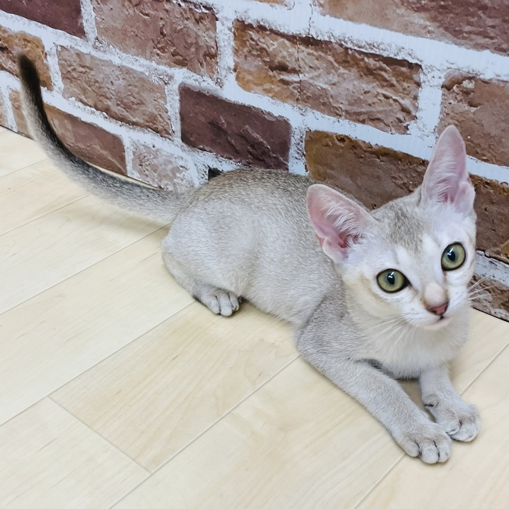 愛知県のシンガプーラ (犬の家＆猫の里七宝店/2025年6月13日生まれ/女の子/セピアアグーティ)の子猫の2枚目の画像