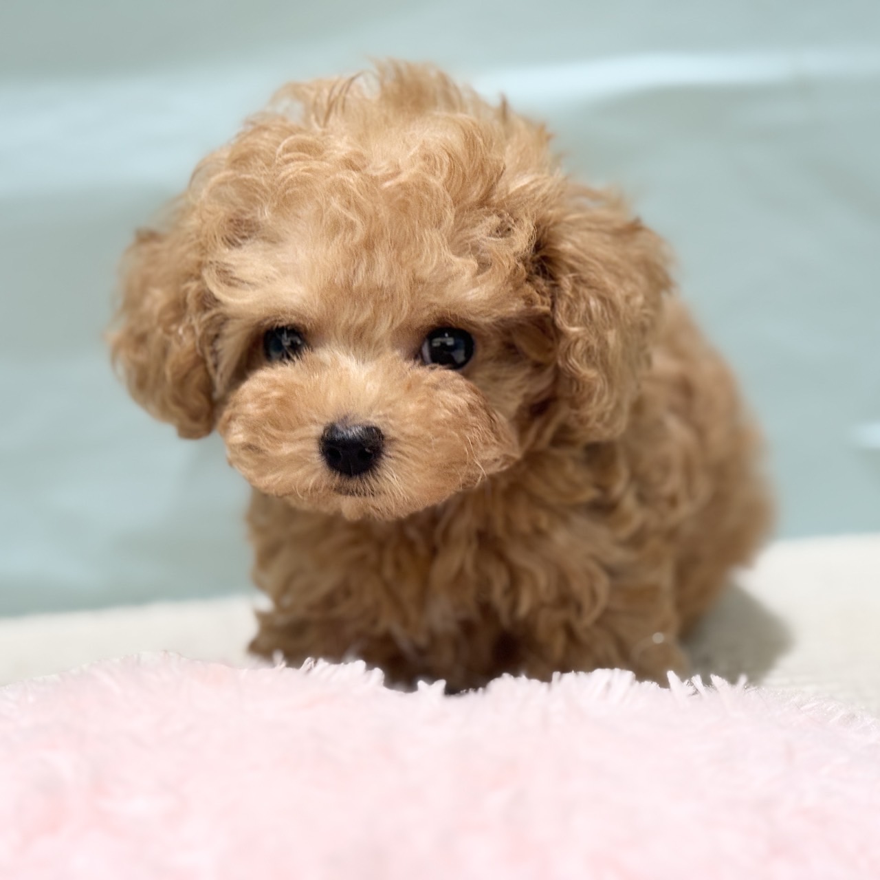 愛知県のティーカッププードル (犬の家＆猫の里春日井本店/2025年7月5日生まれ/男の子/アプリコット)の子犬の2枚目の画像