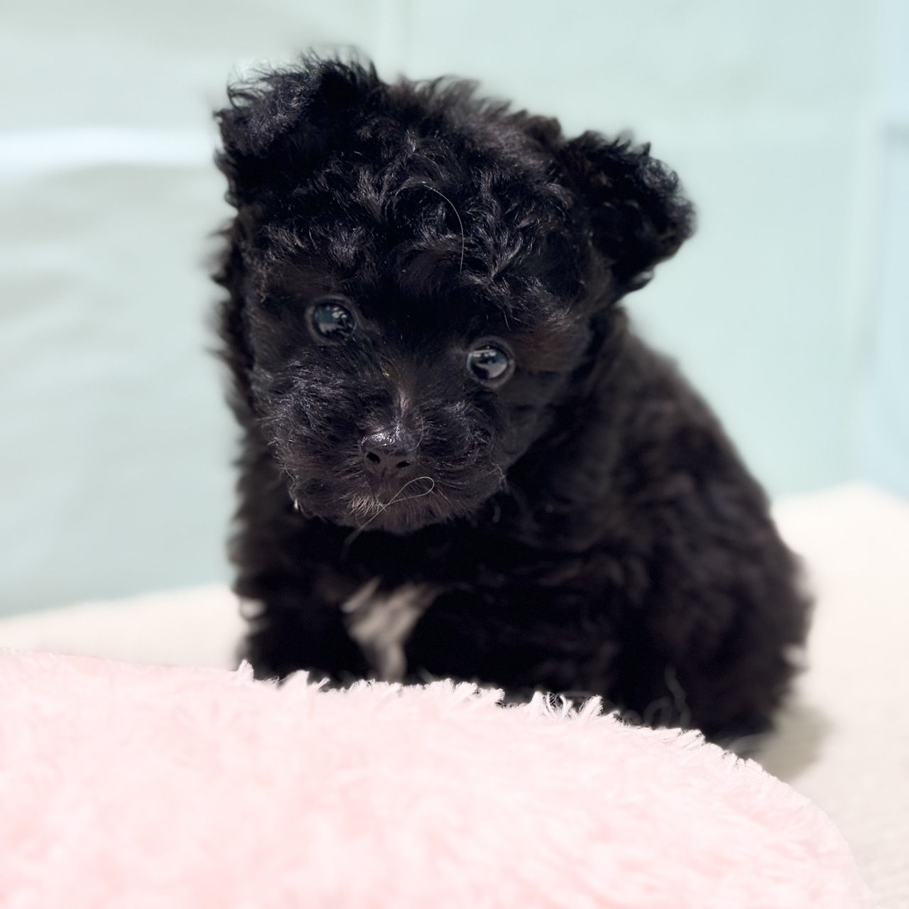 愛知県のポメプー(ポメラニアン×プードル) (犬の家＆猫の里春日井本店/2025年7月4日生まれ/女の子/ブラック)の子犬の2枚目の画像