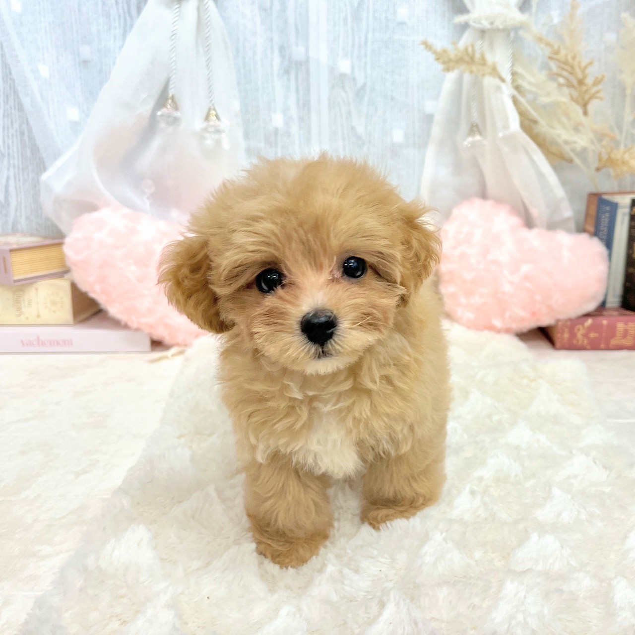 神奈川県のマルプー(マルチーズ×プードル) (犬の家＆猫の里相模原店/2025年7月2日生まれ/女の子/アプリコットホワイト)の子犬の2枚目の画像