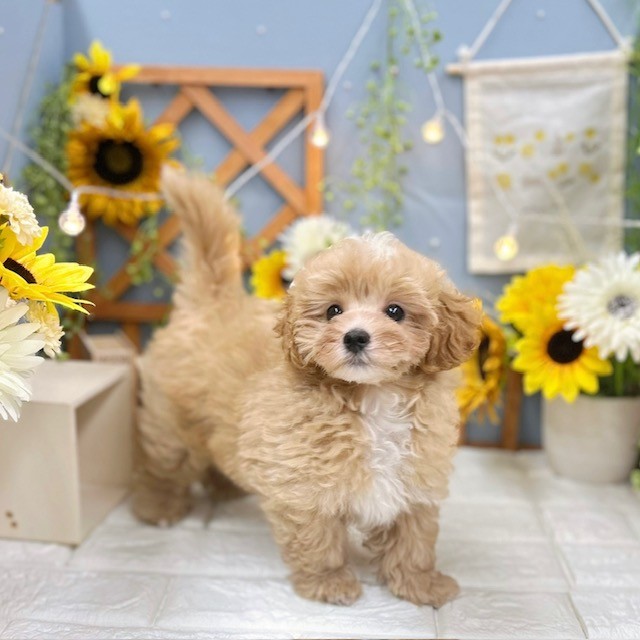 千葉県のマルプー(マルチーズ×プードル) (犬の家＆猫の里ワンズモール稲毛店/2025年7月2日生まれ/男の子/アプリコットホワイト)の子犬の2枚目の画像
