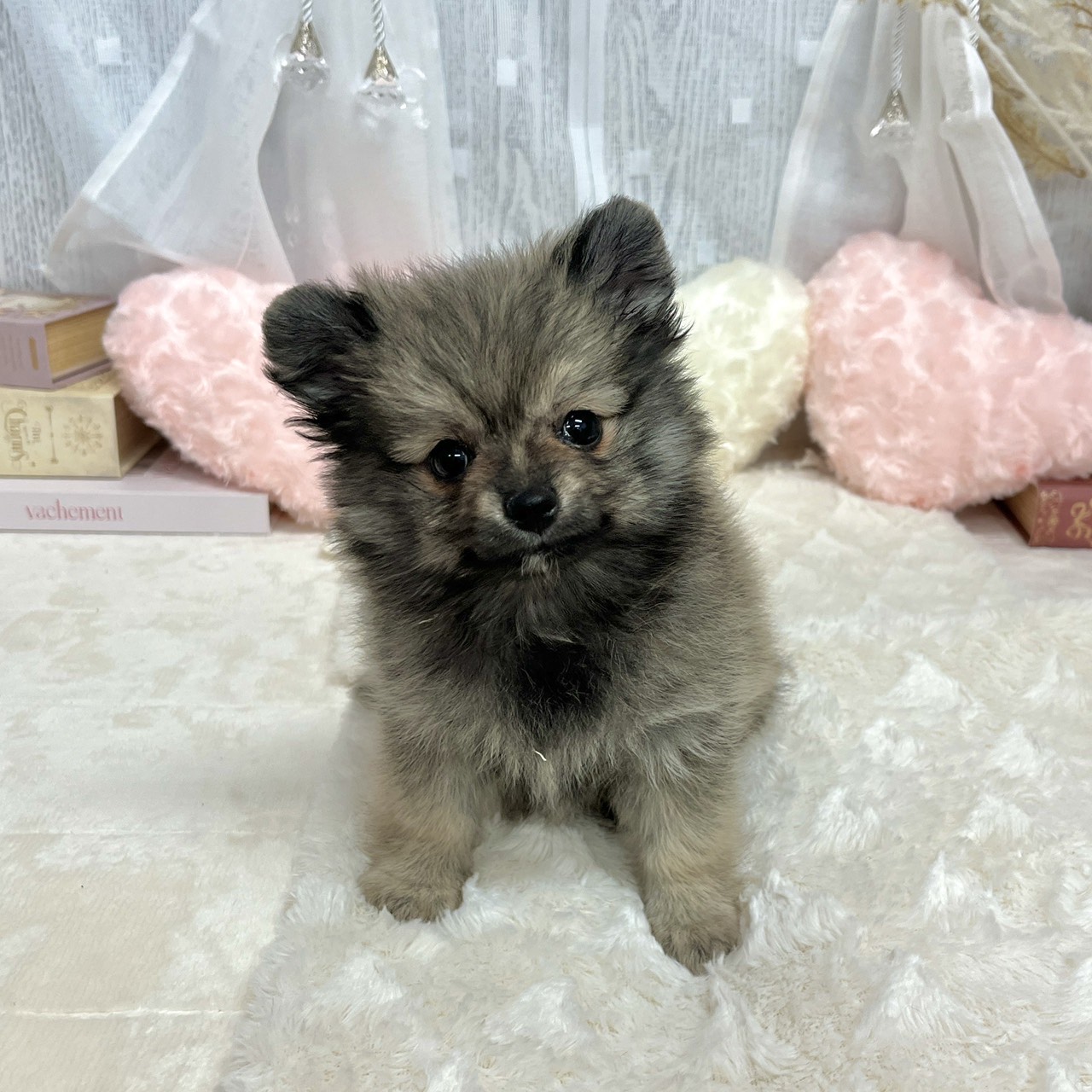 神奈川県のポメチワ/チワポメ/ポメチー(ポメラニアン×チワワ) (犬の家＆猫の里相模原店/2025年7月6日生まれ/女の子/ウルフセーブル)の子犬の1枚目の画像