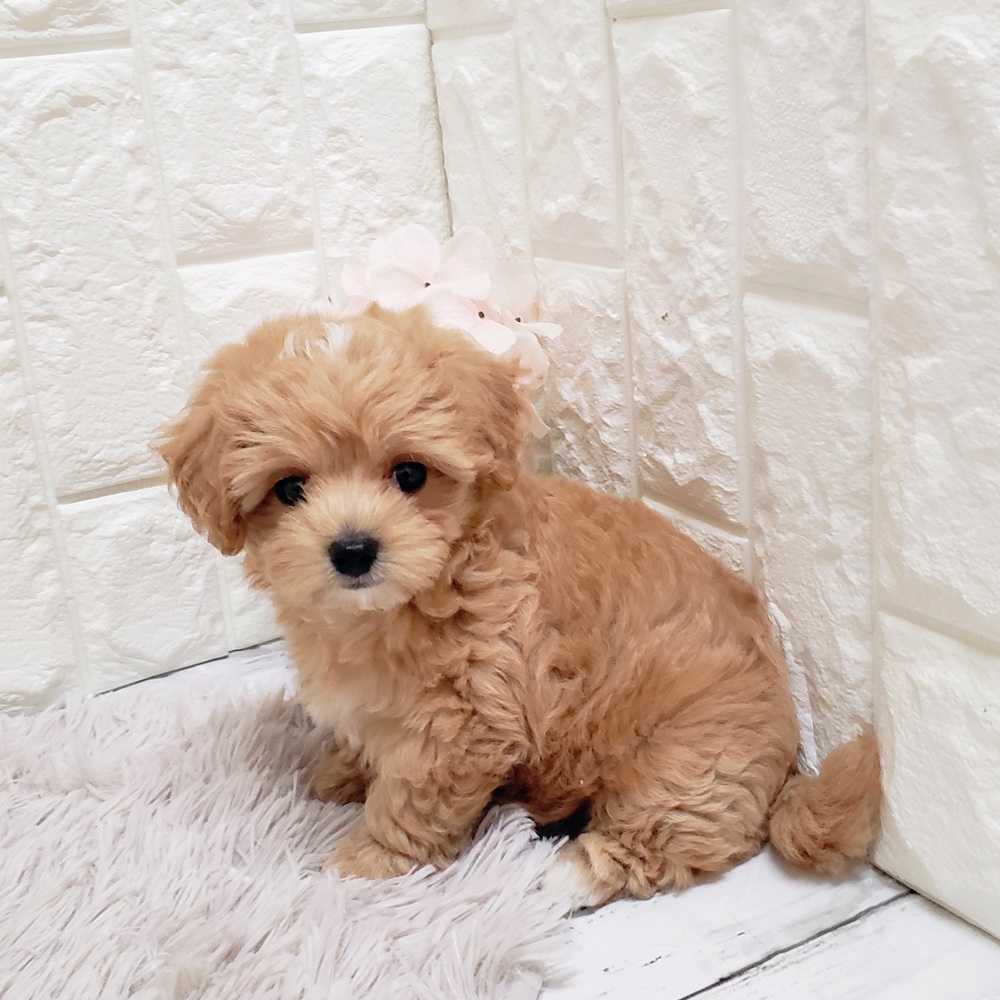 岡山県のマルプー(マルチーズ×プードル) (犬の家＆猫の里岡山店/2025年7月6日生まれ/男の子/アプリコット)の子犬の2枚目の画像