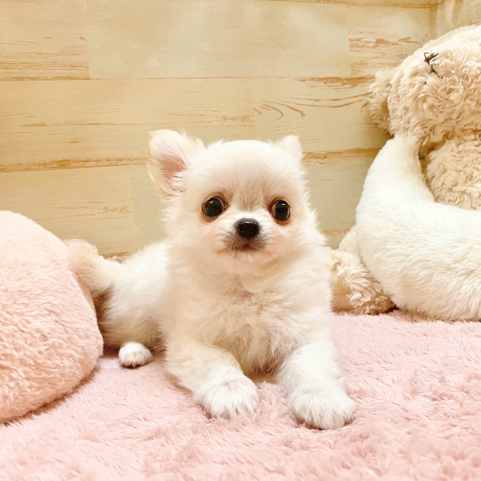 兵庫県のチワワ(ロング) (犬の家＆猫の里神戸店/2025年7月5日生まれ/男の子/クリームホワイト)の子犬の2枚目の画像