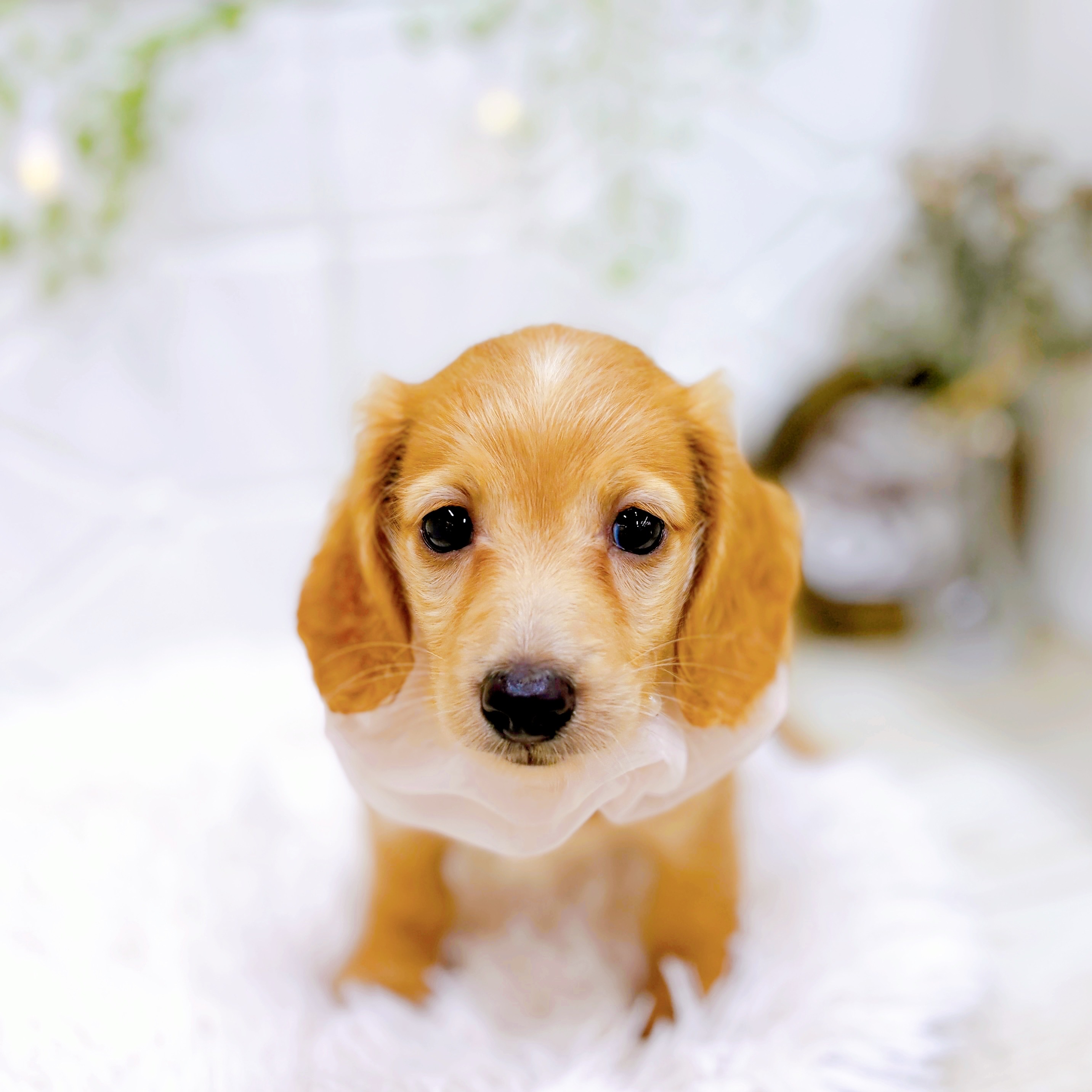 福井県のミニチュアダックスフンド(ロング) (犬の家＆猫の里アミーゴ福井店/2025年7月6日生まれ/女の子/ゴールド)の子犬の1枚目の画像