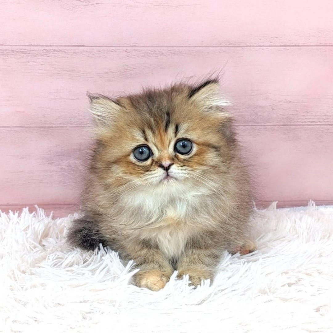 兵庫県のエキゾチック (犬の家＆猫の里川西店/2025年7月3日生まれ/女の子/ブラウンパッチドタビー)の子猫の1枚目の画像