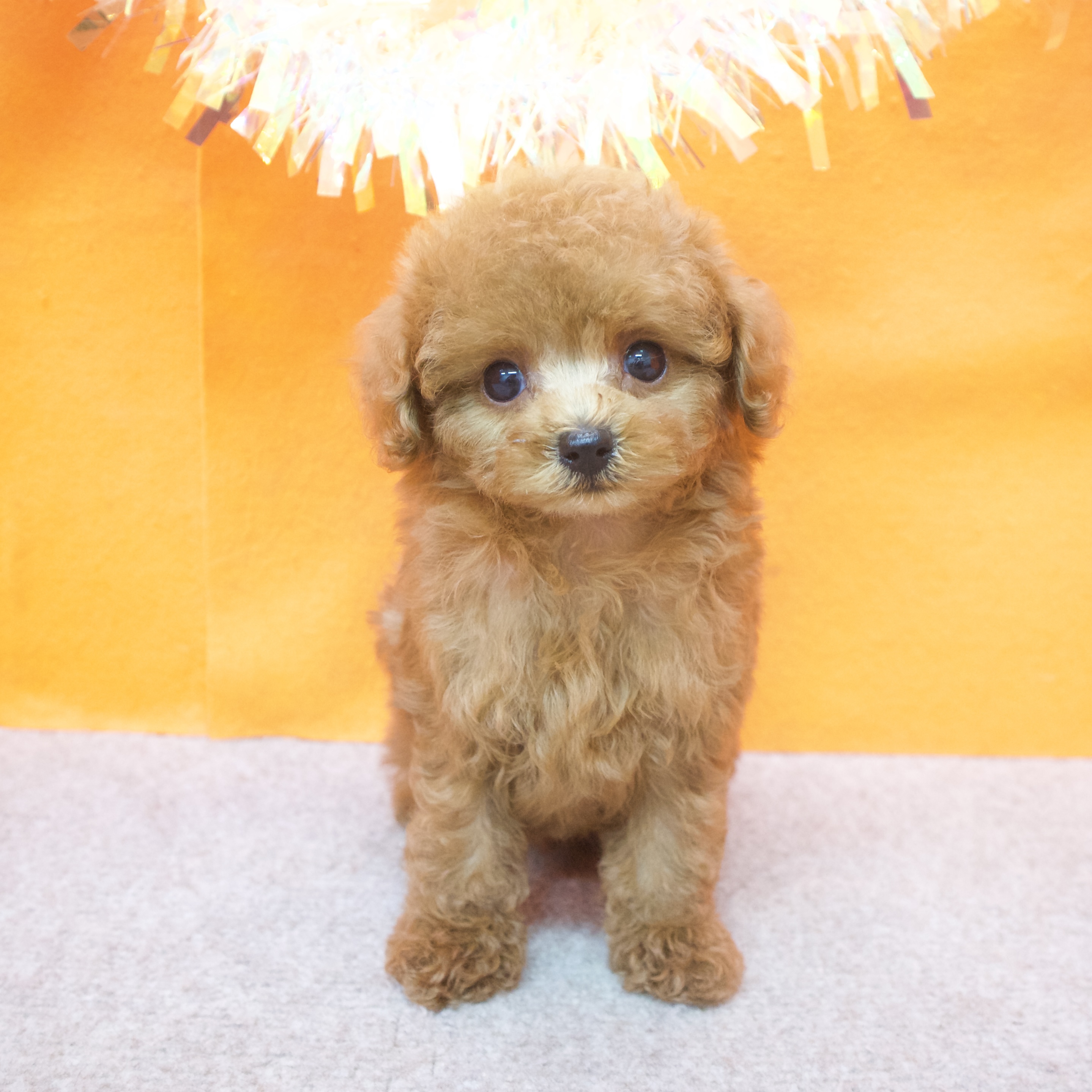 大阪府のタイニープードル (犬の家＆猫の里吹田店/2025年7月3日生まれ/男の子/レッド)の子犬の1枚目の画像