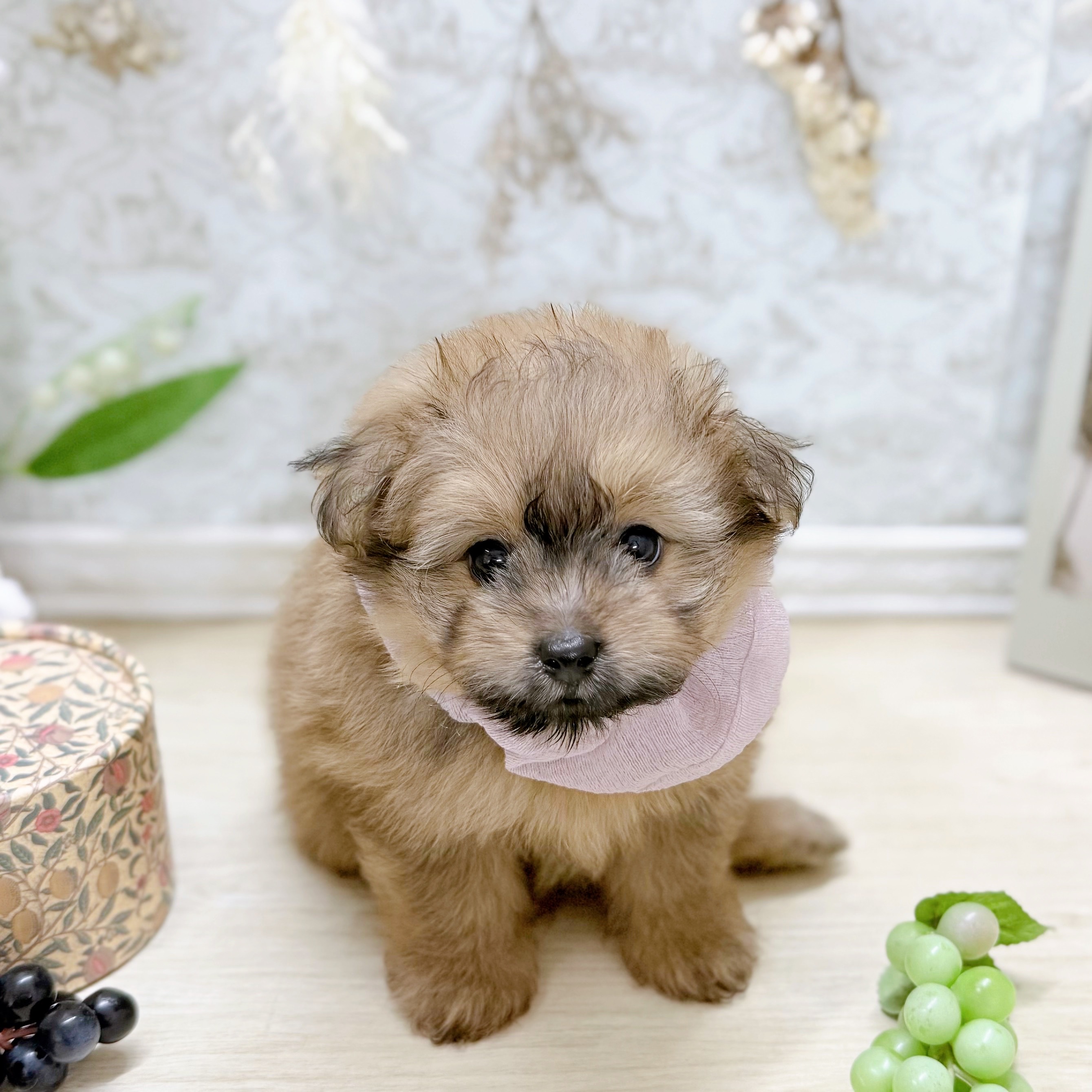 福井県のポメプー(ポメラニアン×プードル) (犬の家＆猫の里アミーゴ福井大和田店/2025年7月6日生まれ/女の子/オレンジ)の子犬の1枚目の画像
