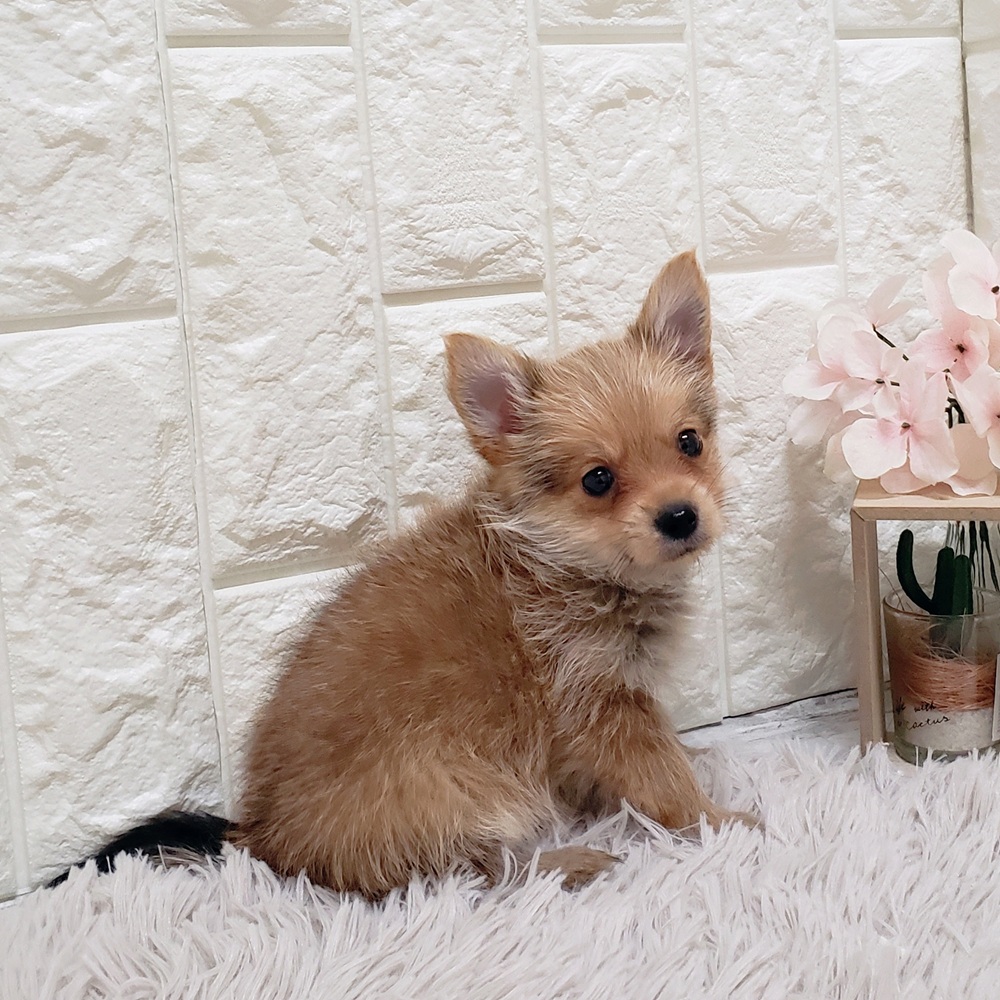 岡山県のポメキー(ポメラニアン×ヨークシャーテリア) (犬の家＆猫の里岡山店/2025年7月5日生まれ/男の子/オレンジ)の子犬の2枚目の画像