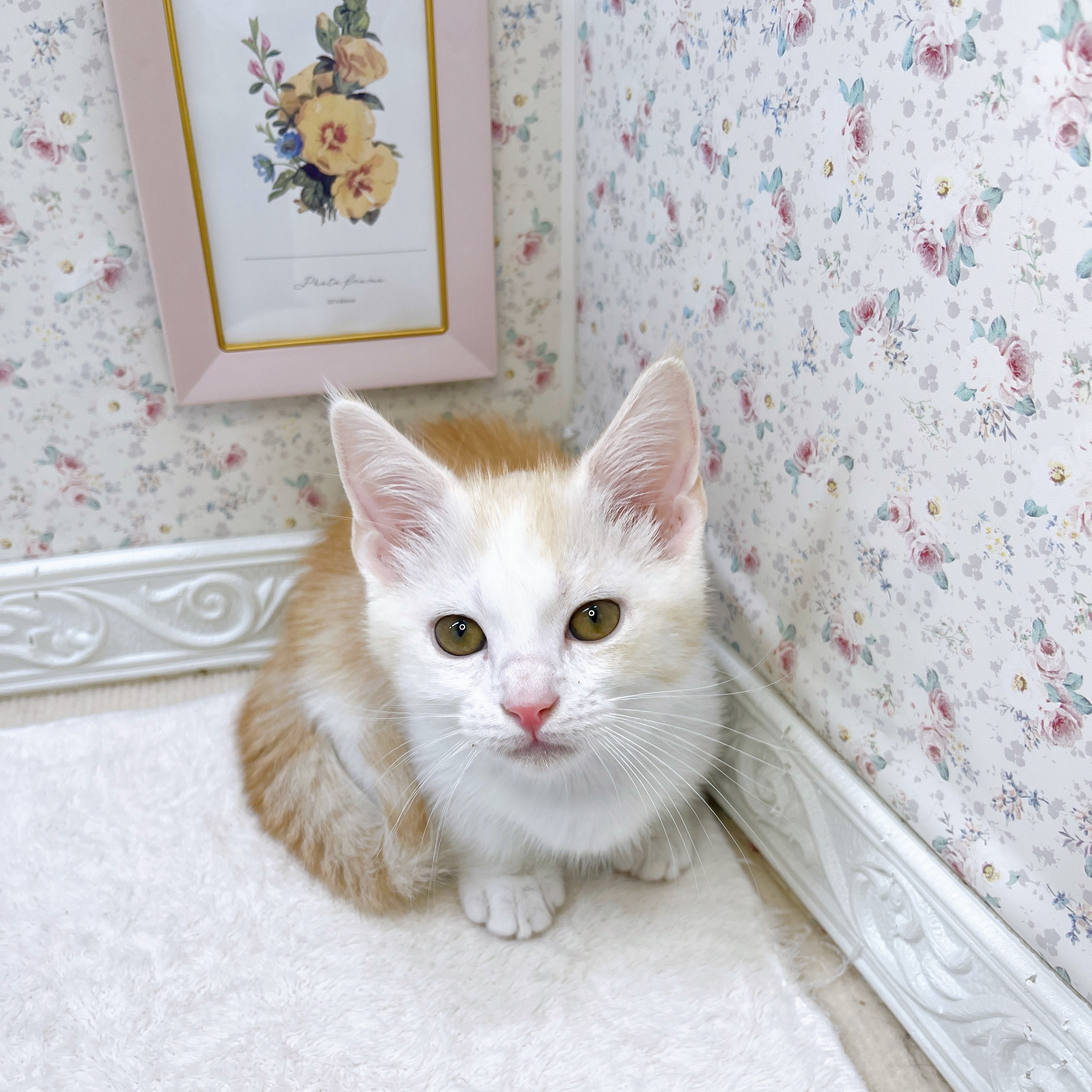 石川県のマンチカン (犬の家＆猫の里アミーゴ金沢有松店/2025年7月1日生まれ/男の子/レッドマッカレルタビーホワイト)の子猫の1枚目の画像