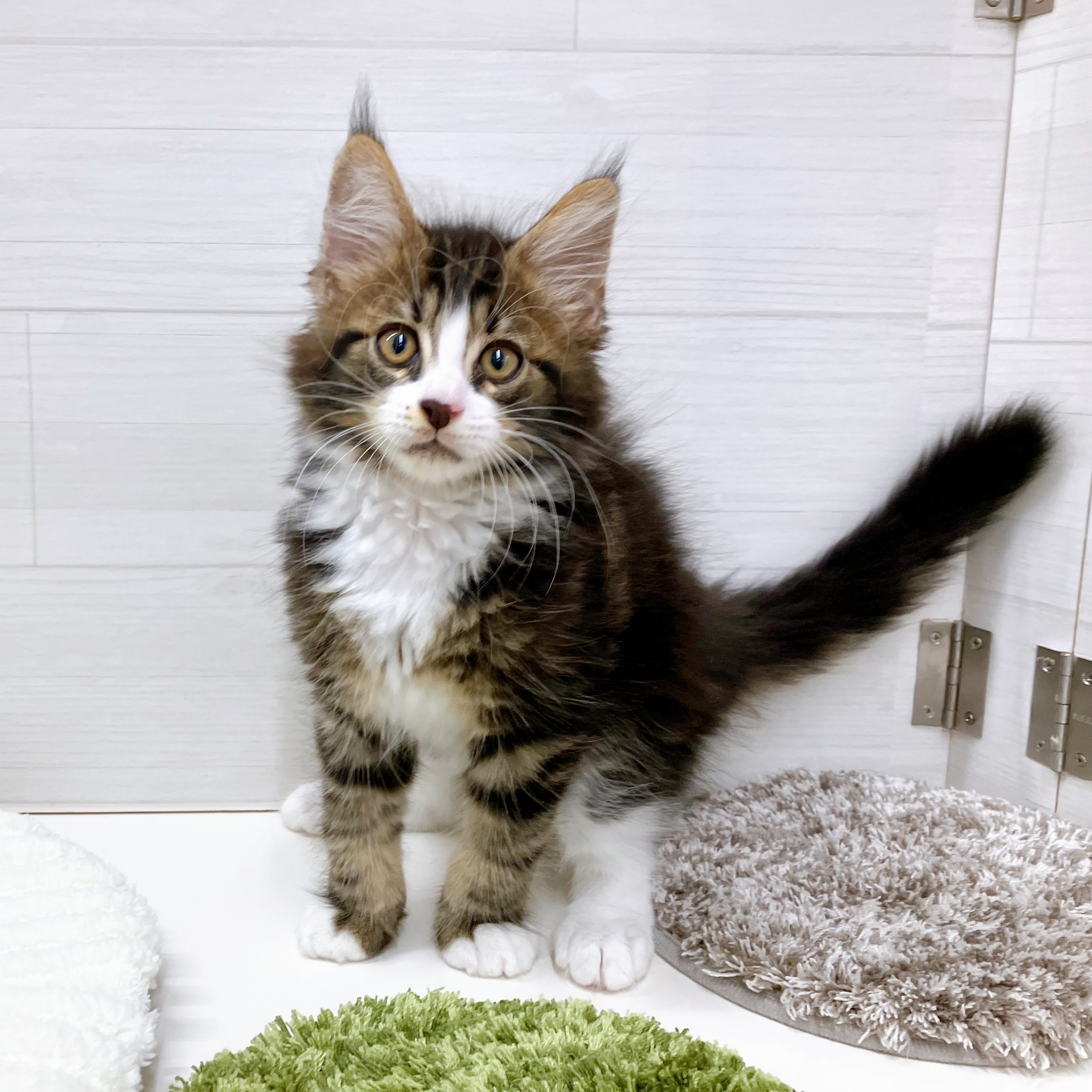 石川県のメインクーン (犬の家＆猫の里アミーゴ金沢おこばた店/2025年7月2日生まれ/男の子/ブラウンタビーホワイト)の子猫の2枚目の画像