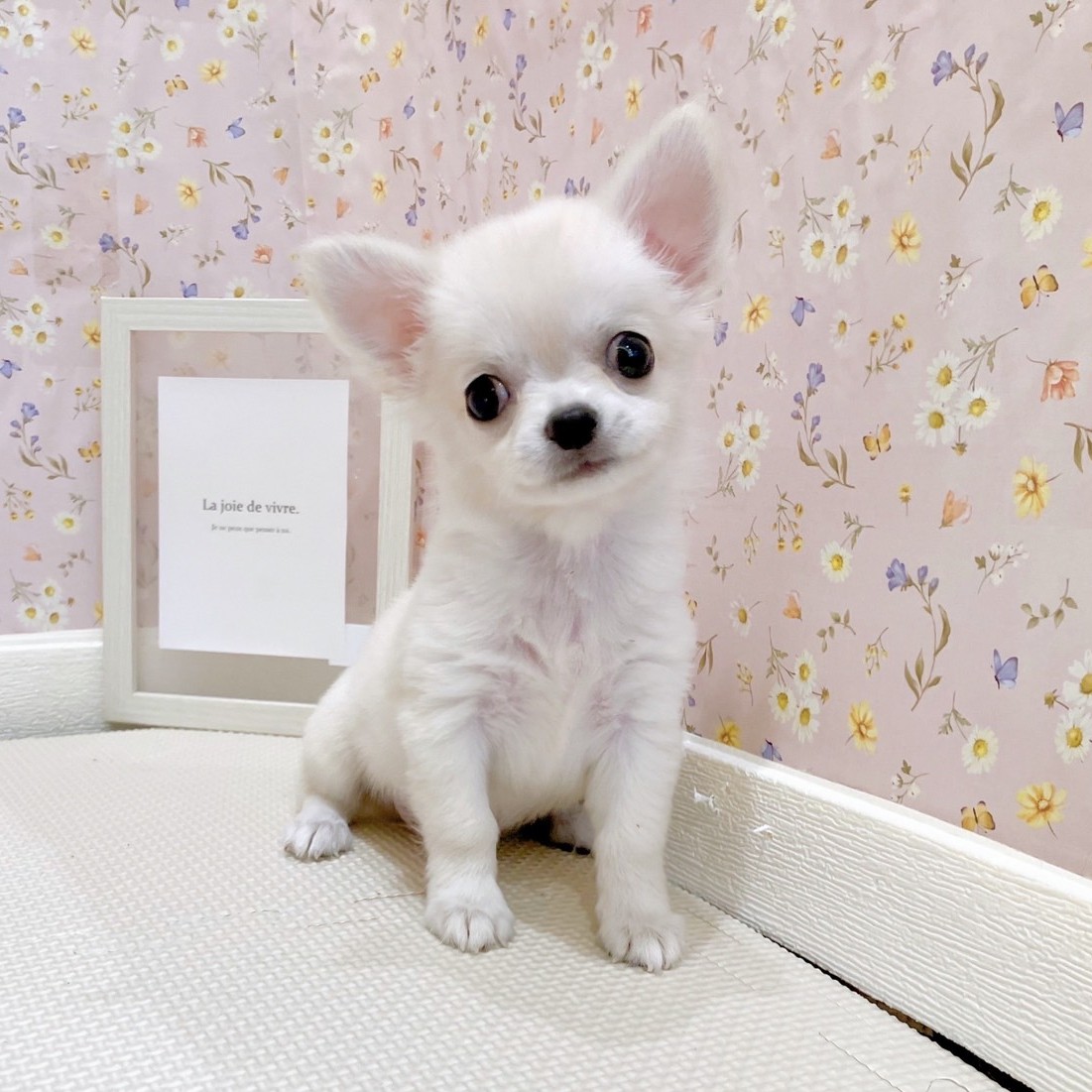 石川県のチワワ(ロング) (犬の家＆猫の里金沢店/2025年7月3日生まれ/男の子/クリーム)の子犬の1枚目の画像