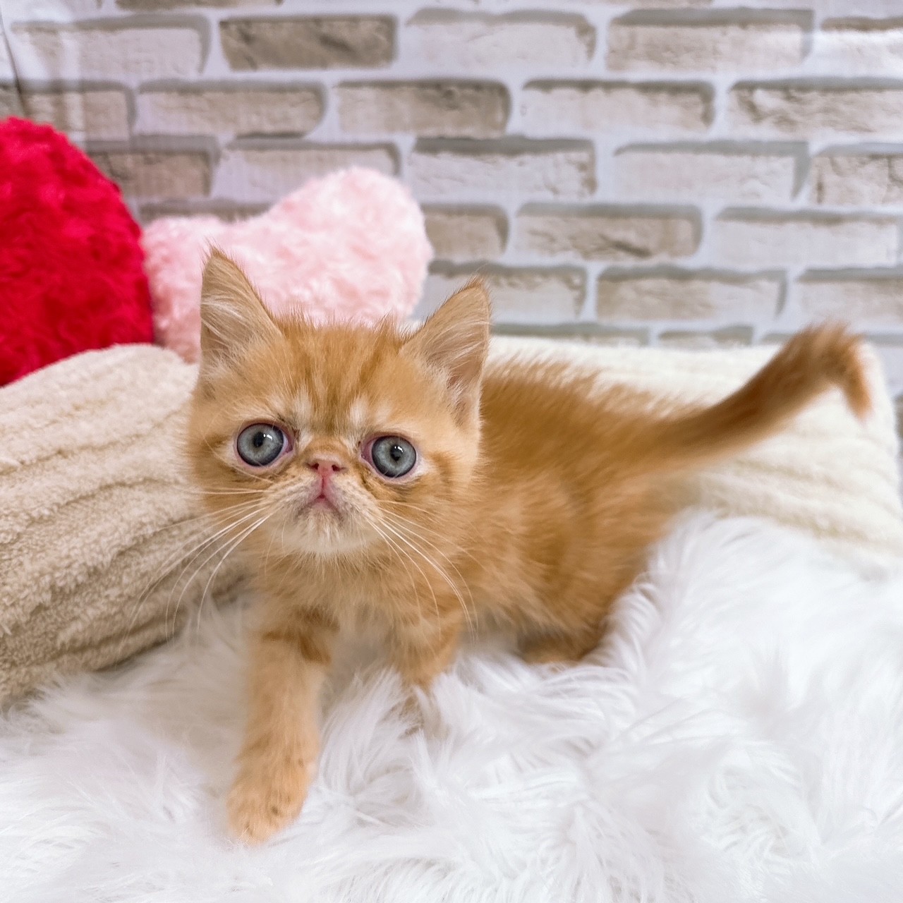 神奈川県のエキゾチック (犬の家＆猫の里元住吉ブレーメン通り店/2025年7月6日生まれ/男の子/レッドタビー)の子猫の1枚目の画像