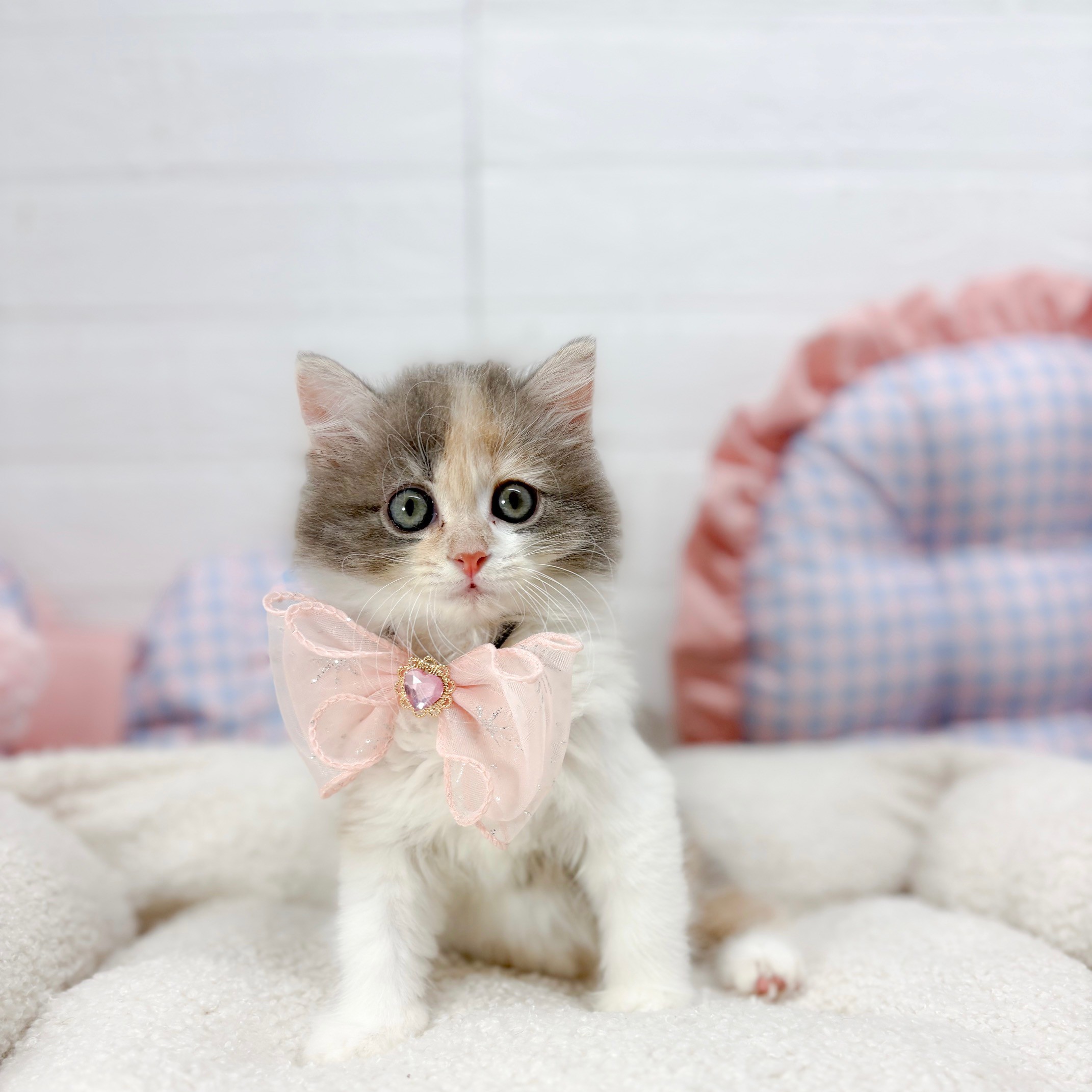 神奈川県のサイベリアン (犬の家＆猫の里元住吉ブレーメン通り店/2025年7月5日生まれ/女の子/ダイリュートキャリコ)の子猫の2枚目の画像