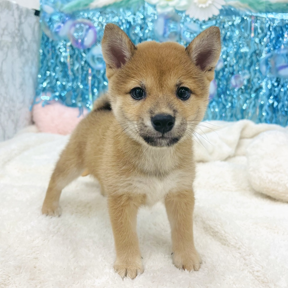 愛知県の豆柴 (犬の家＆猫の里エアポートウォーク店/2025年7月4日生まれ/女の子/赤)の子犬の1枚目の画像