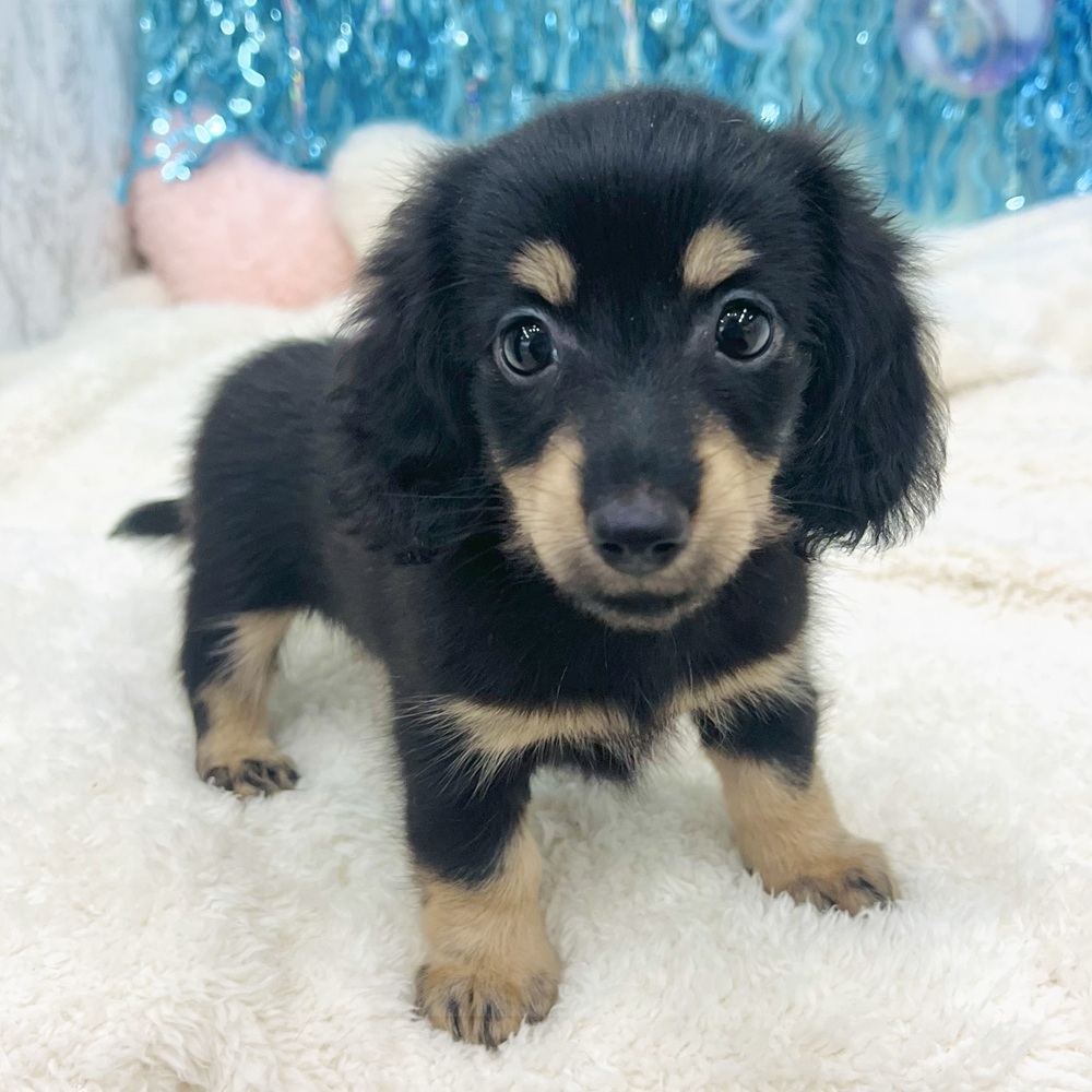 愛知県のミニチュアダックスフンド(ロング) (犬の家＆猫の里エアポートウォーク店/2025年7月5日生まれ/女の子/ブラックイエロー)の子犬の1枚目の画像