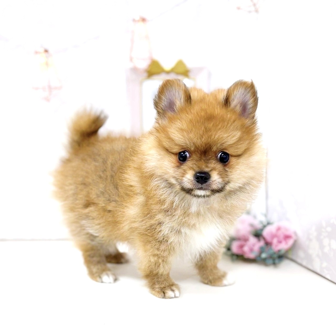 富山県のポメチワ/チワポメ/ポメチー(ポメラニアン×チワワ) (犬の家&猫の里アミーゴ高岡蓮花寺店/2025年7月4日生まれ/男の子/オレンジ)の子犬