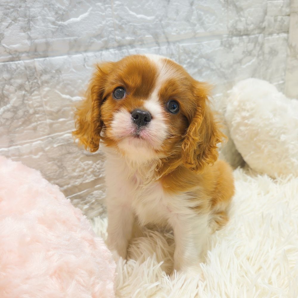 愛知県のキャバリアキングチャールズスパニエル (犬の家＆猫の里MiO香久山店/2025年7月5日生まれ/男の子/ブレンハイム)の子犬の1枚目の画像