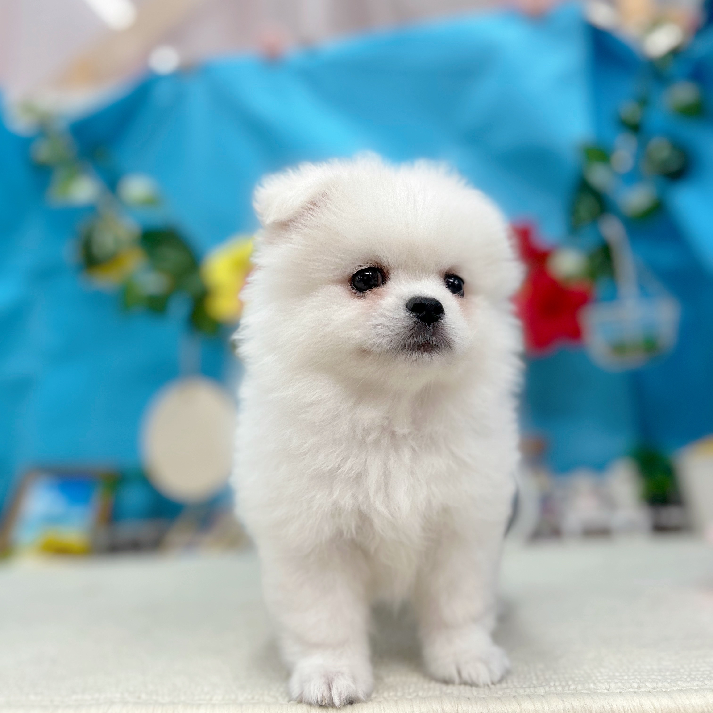 岐阜県のペキポメ/ポメペキ(ペキニーズ×ポメラニアン) (犬の家＆猫の里岐南店/2025年7月5日生まれ/男の子/ホワイト)の子犬の1枚目の画像