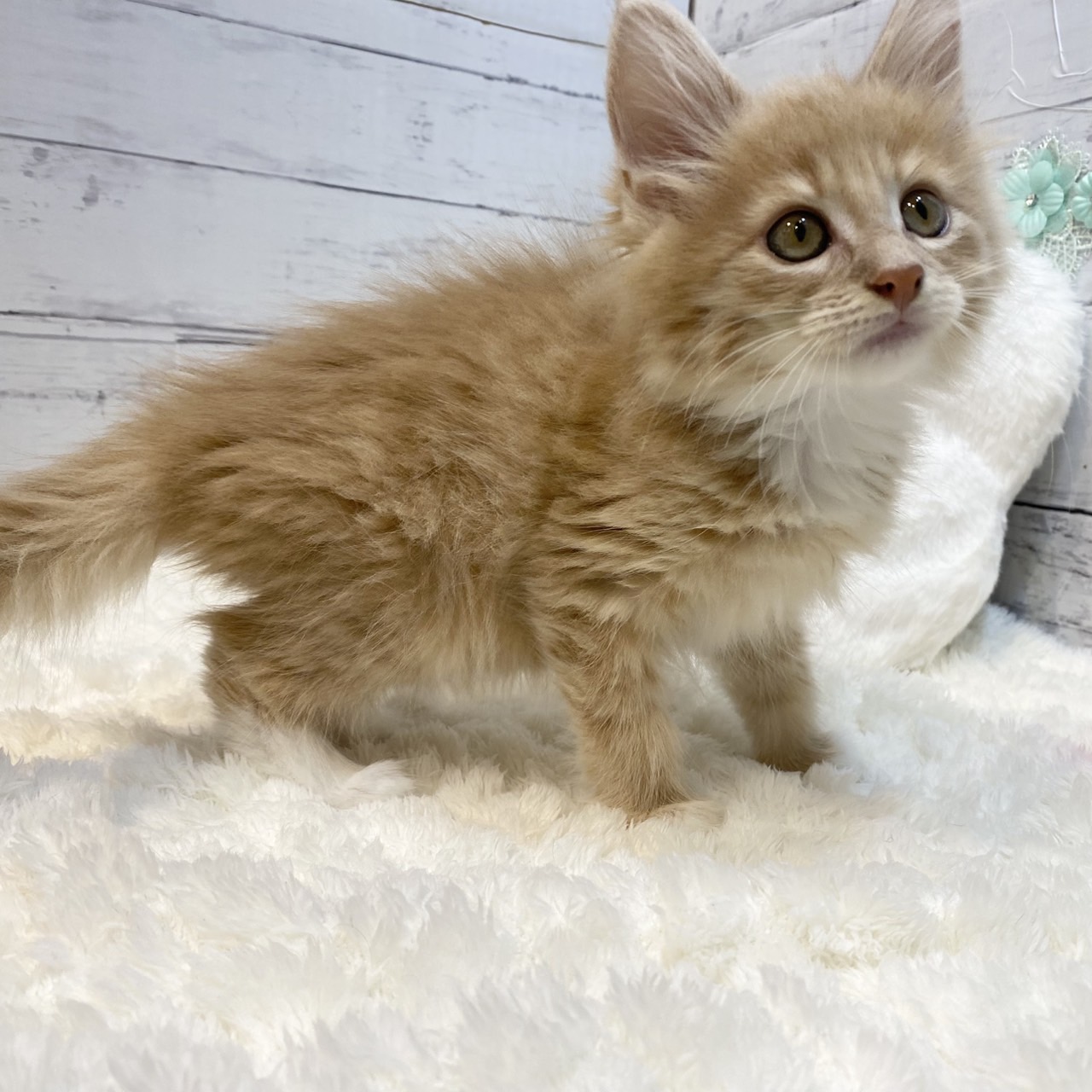長野県のノルウェージャンフォレストキャット (犬の家＆猫の里カインズ梓川店/2025年7月8日生まれ/女の子/クリームタビー)の子猫の2枚目の画像