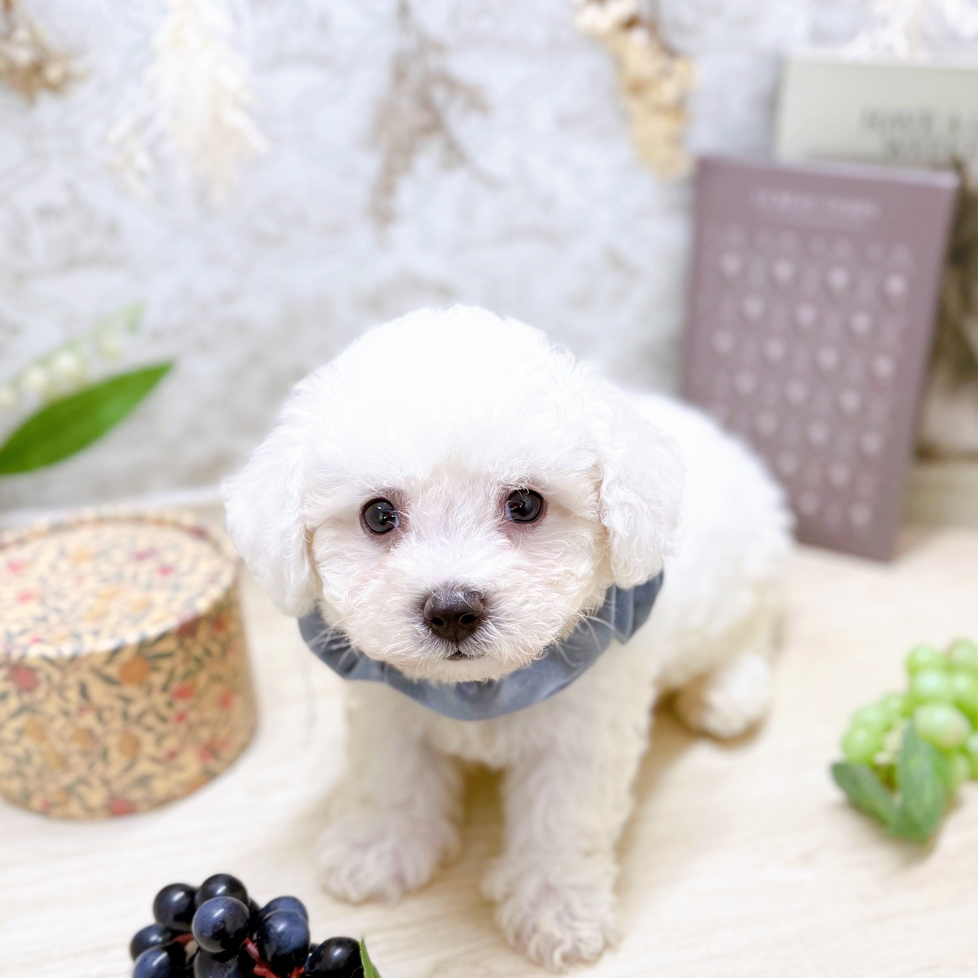 福井県のビションフリーゼ (犬の家＆猫の里アミーゴ福井大和田店/2025年7月6日生まれ/男の子/ホワイト)の子犬の2枚目の画像