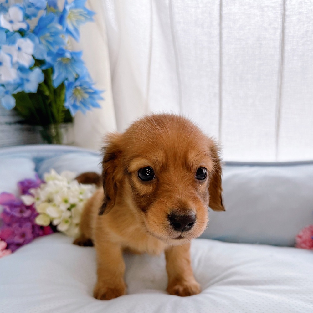 長野県のカニンヘンダックスフンド(ロング) (犬の家＆猫の里塩尻店/2025年7月8日生まれ/男の子/レッド)の子犬の2枚目の画像