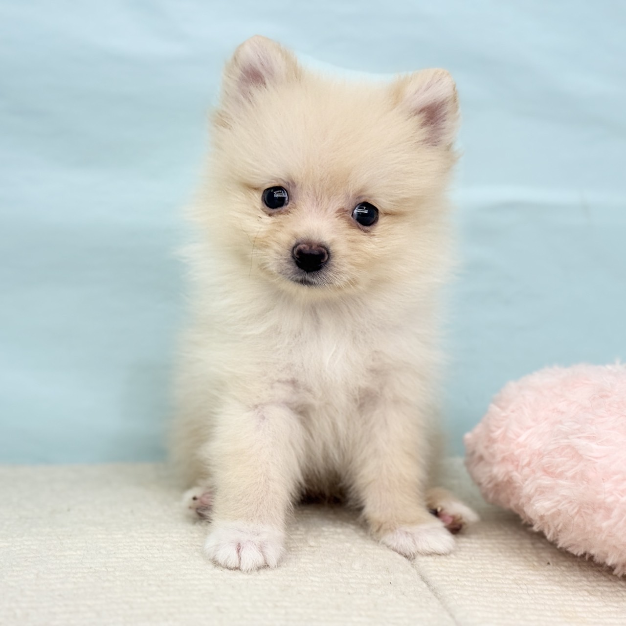 愛知県のポメラニアン (犬の家＆猫の里春日井本店/2025年7月7日生まれ/男の子/クリーム)の子犬の2枚目の画像