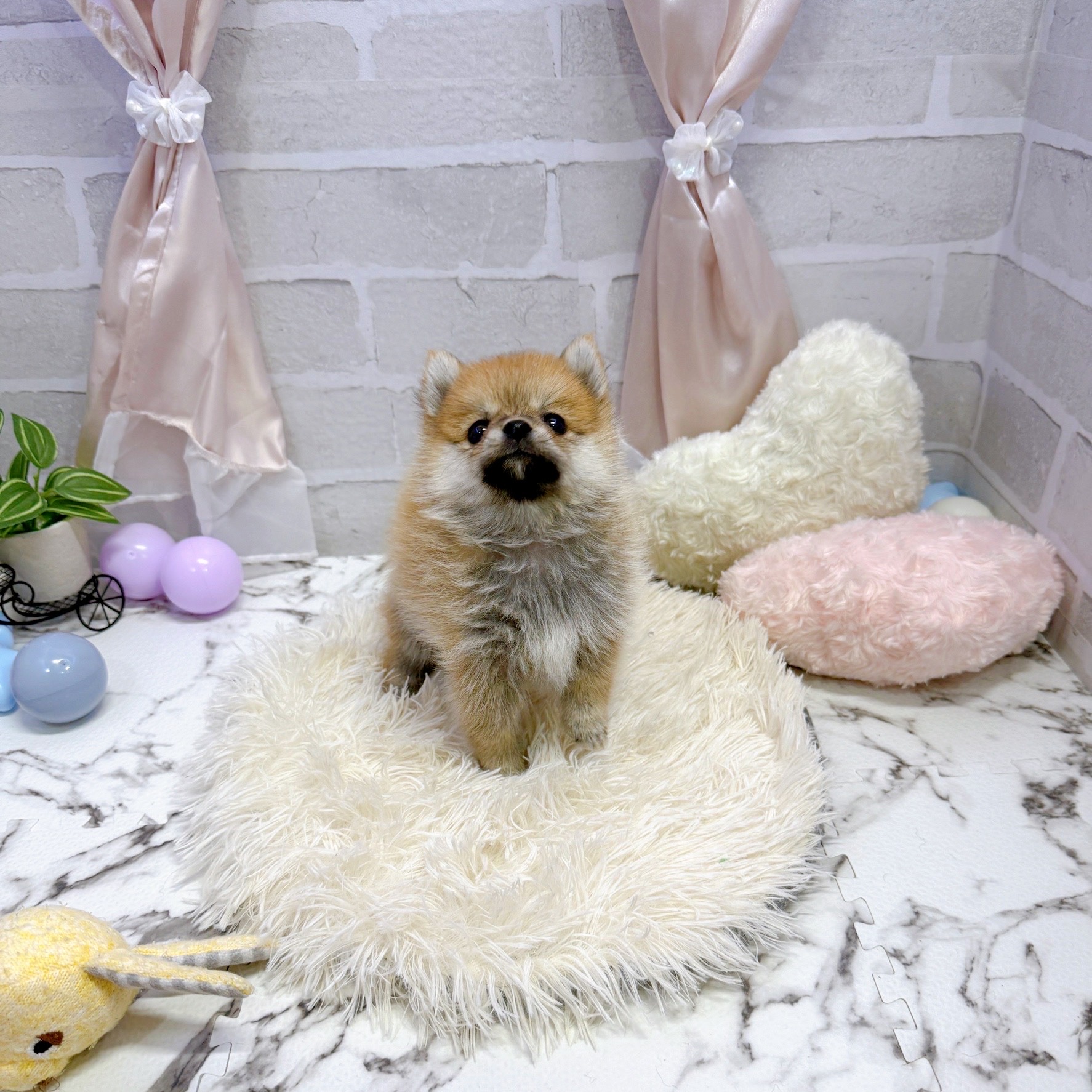 愛知県のポメ柴/豆ポメ/ポメ豆柴(ポメラニアン×柴犬) (犬の家＆猫の里岡崎店/2025年7月7日生まれ/女の子/オレンジ)の子犬の1枚目の画像