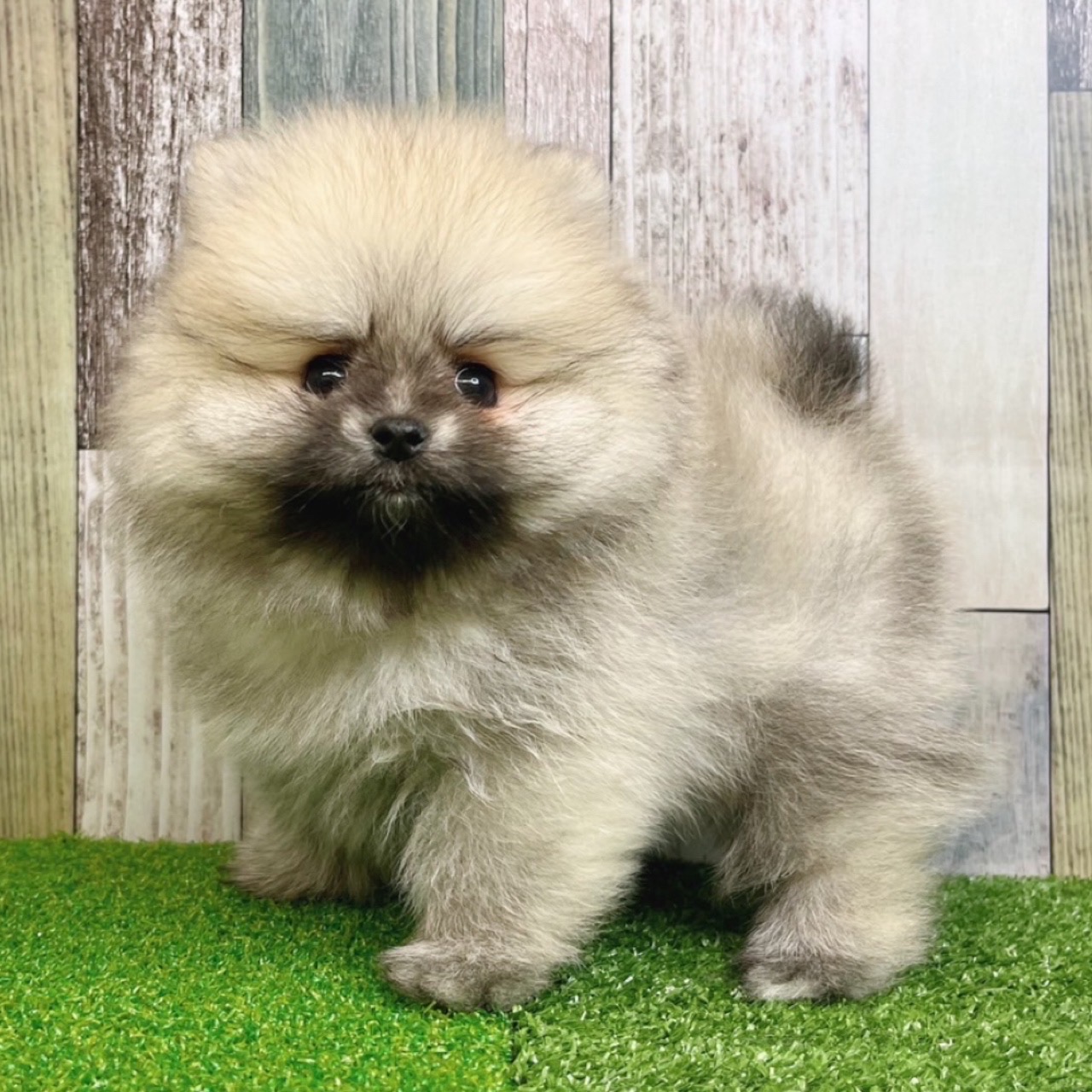 静岡県のポメラニアン (犬の家＆猫の里マークイズ静岡店/2025年7月8日生まれ/男の子/オレンジセーブル)の子犬の1枚目の画像