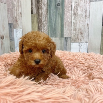 静岡県のトイプードル(トイ) (犬の家＆猫の里マークイズ静岡店/2025年7月2日生まれ/男の子/レッド)の子犬の2枚目の画像