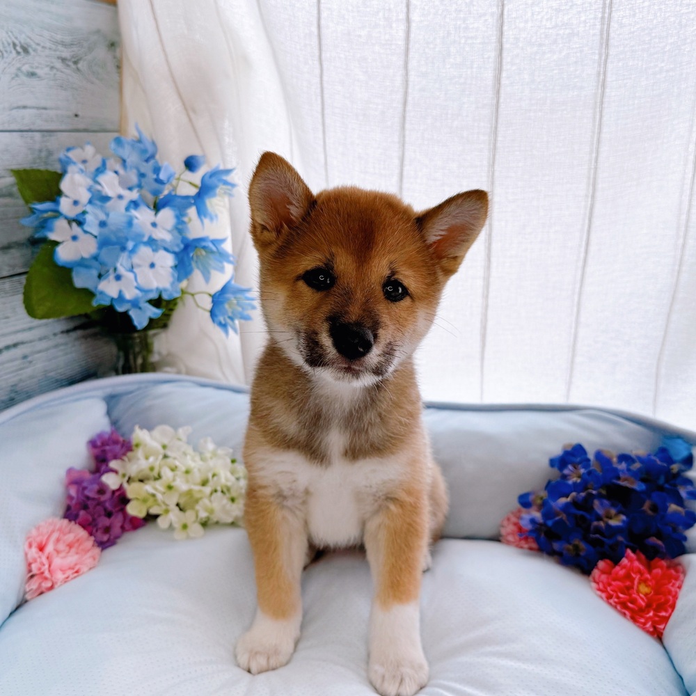 長野県の柴犬(標準サイズ) (犬の家＆猫の里塩尻店/2025年7月6日生まれ/女の子/赤)の子犬の2枚目の画像