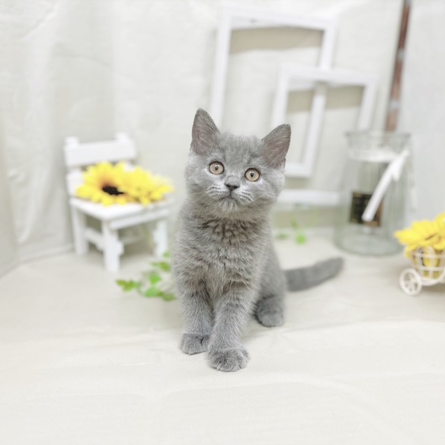 静岡県のブリティッシュショートヘアー (犬の家＆猫の里藤枝店/2025年7月7日生まれ/女の子/ブルー)の子猫の1枚目の画像
