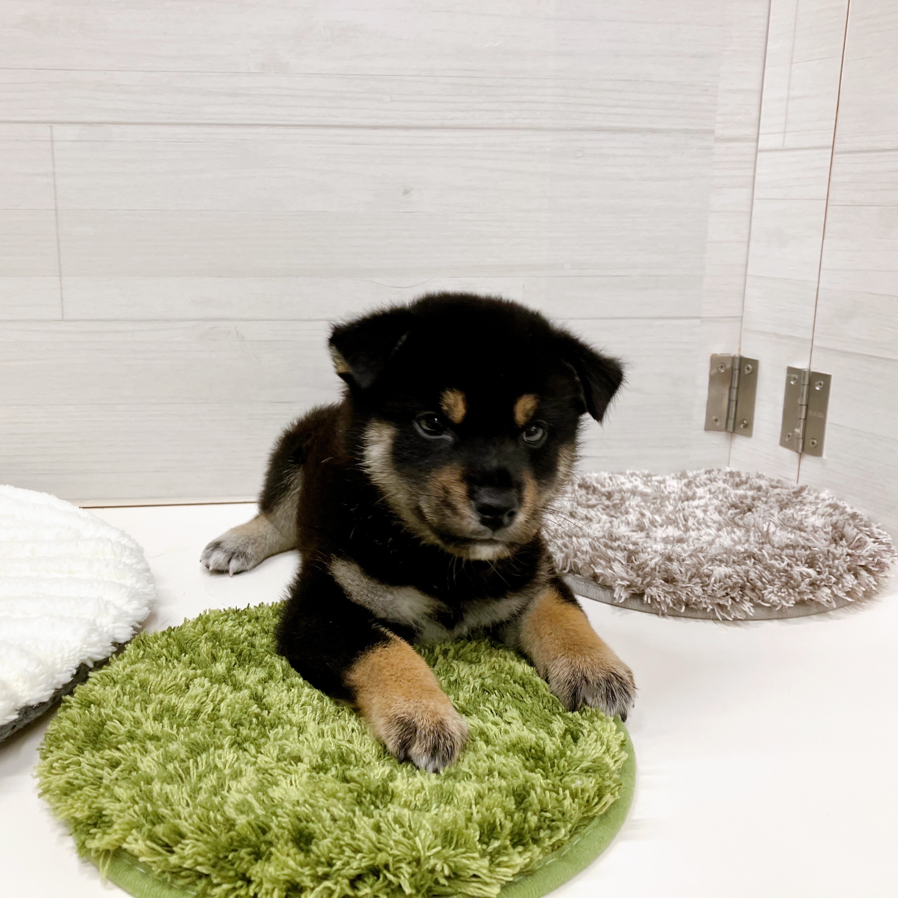 石川県の柴犬(標準サイズ) (犬の家＆猫の里アミーゴ金沢おこばた店/2025年7月7日生まれ/男の子/黒)の子犬の2枚目の画像