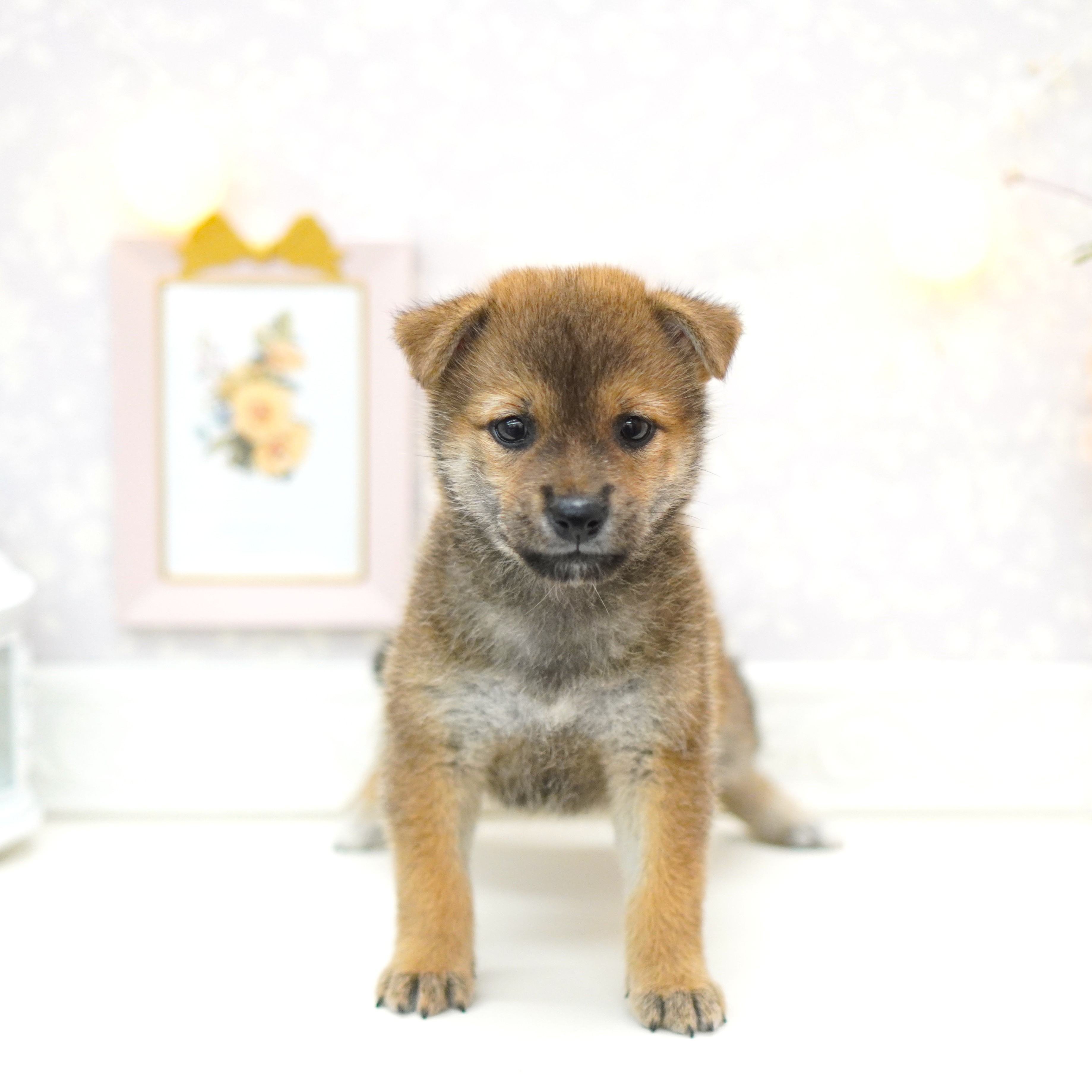富山県の柴犬(標準サイズ) (犬の家＆猫の里アミーゴ山室店/2025年7月7日生まれ/女の子/赤)の子犬の1枚目の画像
