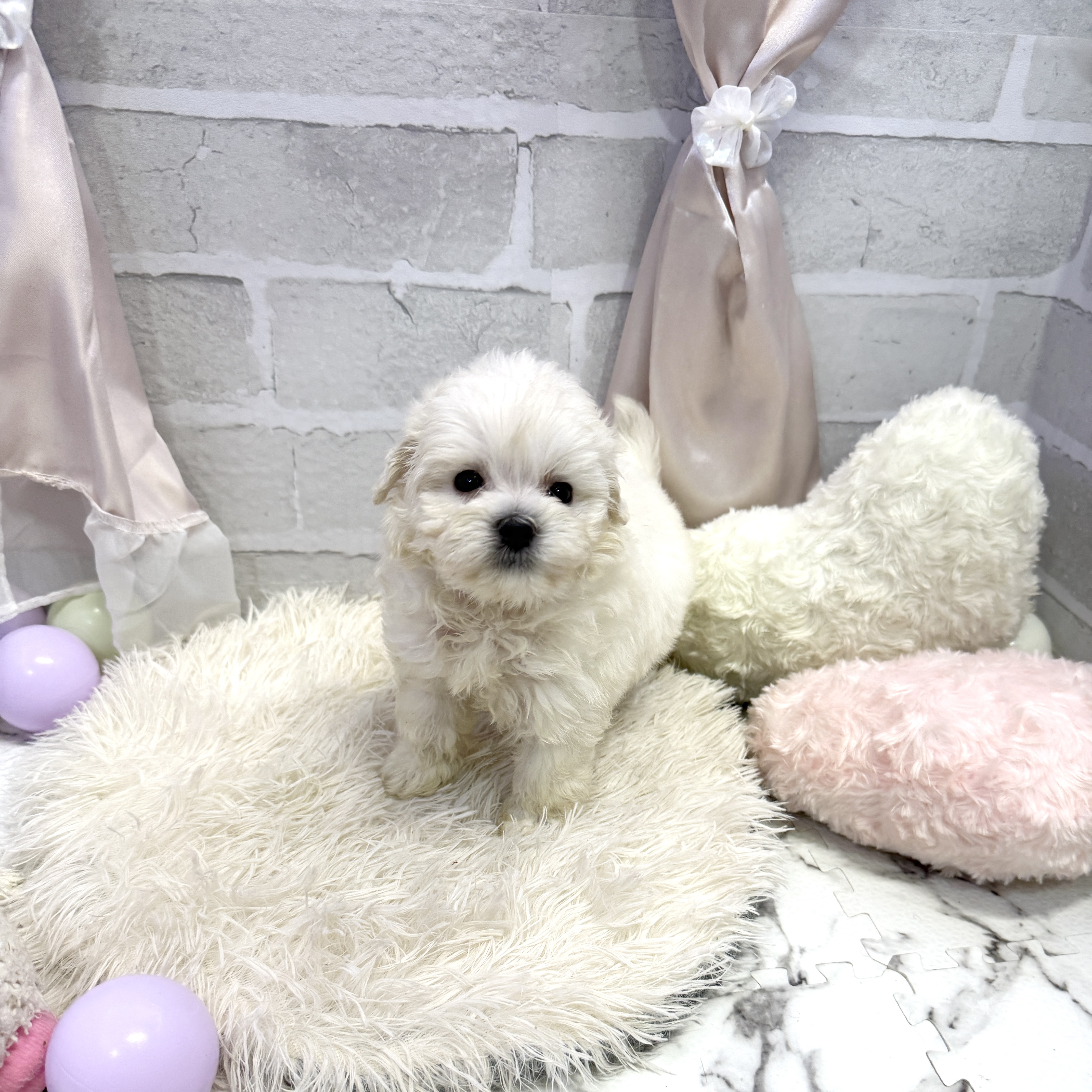 愛知県のマルプー(マルチーズ×プードル) (犬の家＆猫の里岡崎店/2025年7月7日生まれ/男の子/ホワイト)の子犬の1枚目の画像