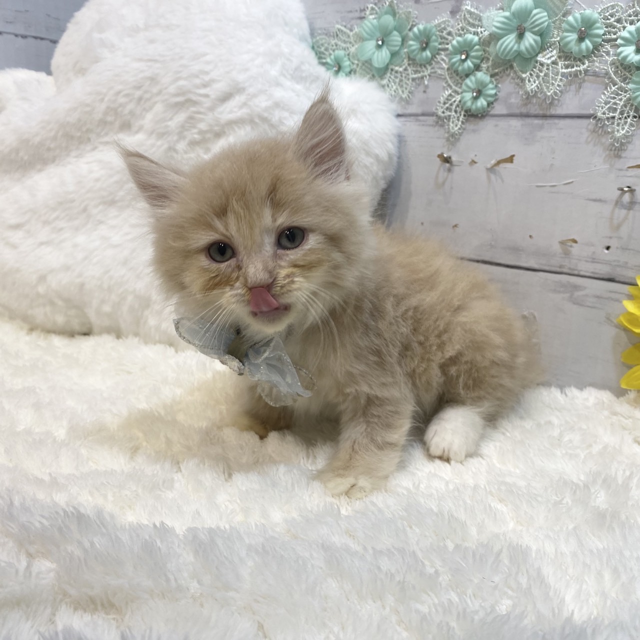 長野県のサイベリアン (犬の家＆猫の里カインズ梓川店/2025年7月8日生まれ/男の子/クリームタビーホワイト)の子猫の1枚目の画像