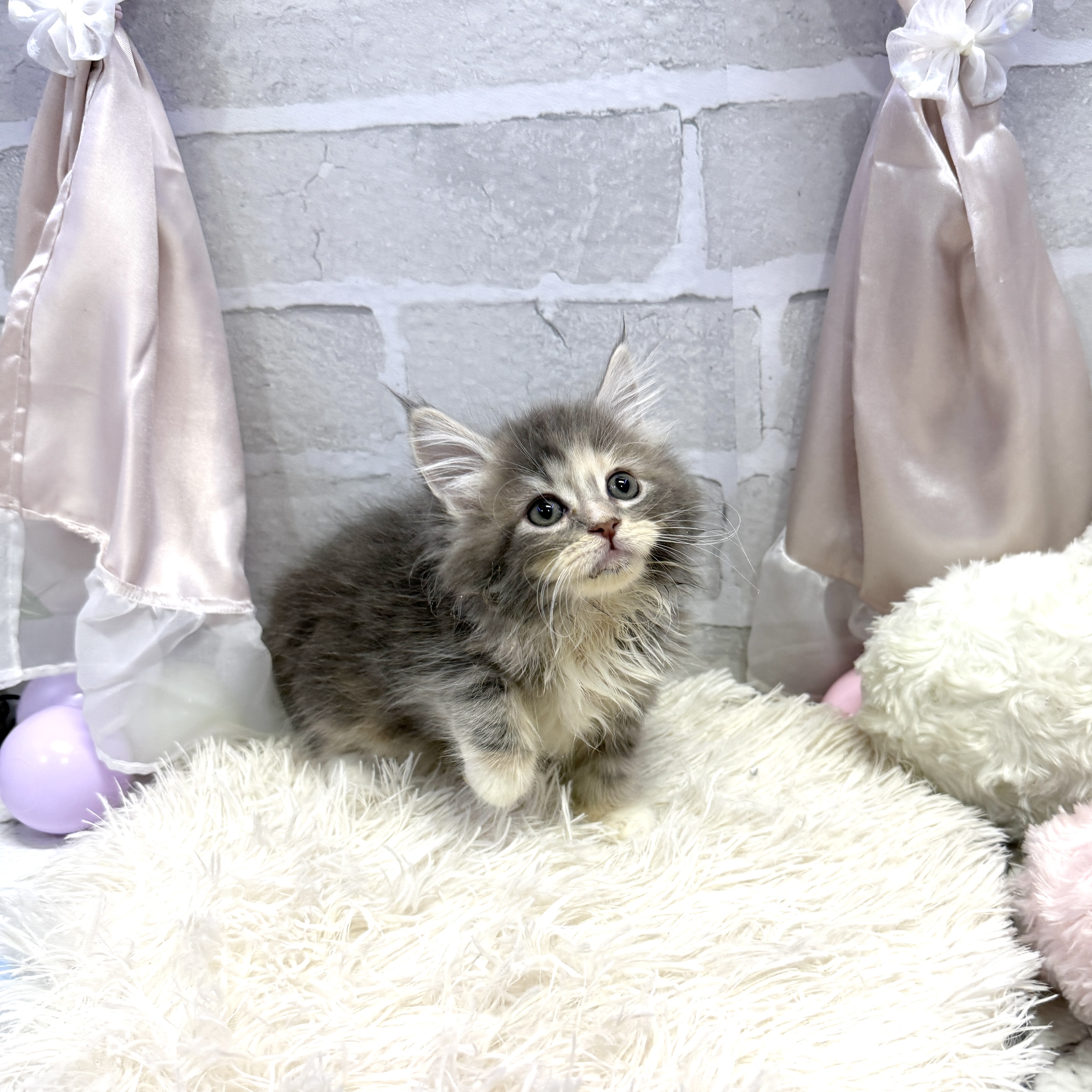 愛知県のサイベリアン (犬の家＆猫の里岡崎店/2025年7月8日生まれ/女の子/ダイリュートキャリコ)の子猫の2枚目の画像