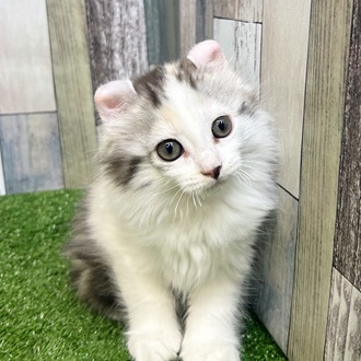 静岡県のアメリカンカール (犬の家＆猫の里マークイズ静岡店/2025年7月7日生まれ/女の子/キャリコ)の子猫の1枚目の画像