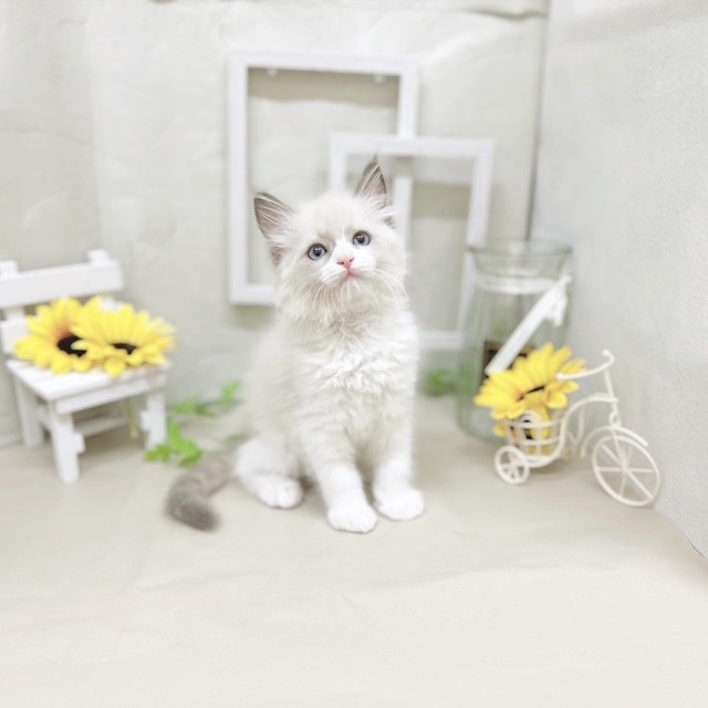 静岡県のラグドール (犬の家＆猫の里藤枝店/2025年7月8日生まれ/女の子/ブルーポイントバイカラー)の子猫の1枚目の画像