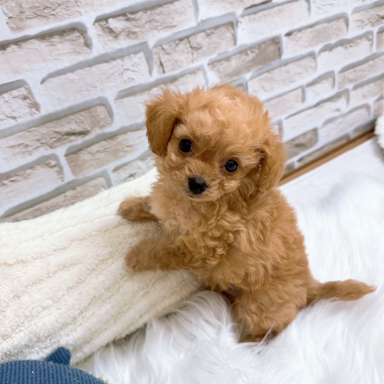 神奈川県のチワプー/プーチー(チワワ×プードル) (犬の家＆猫の里モザイクモール港北店/2025年7月4日生まれ/男の子/アプリコット)の子犬の1枚目の画像