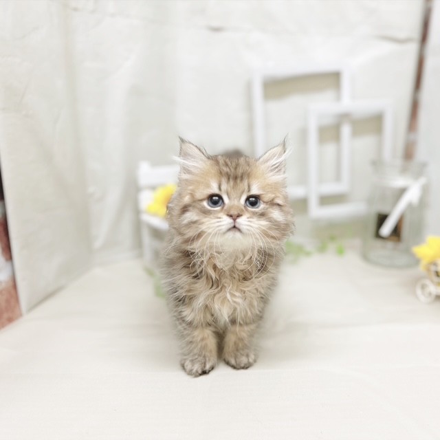 静岡県のペルシャ (犬の家＆猫の里藤枝店/2025年7月7日生まれ/男の子/チンチラゴールデン)の子猫の1枚目の画像