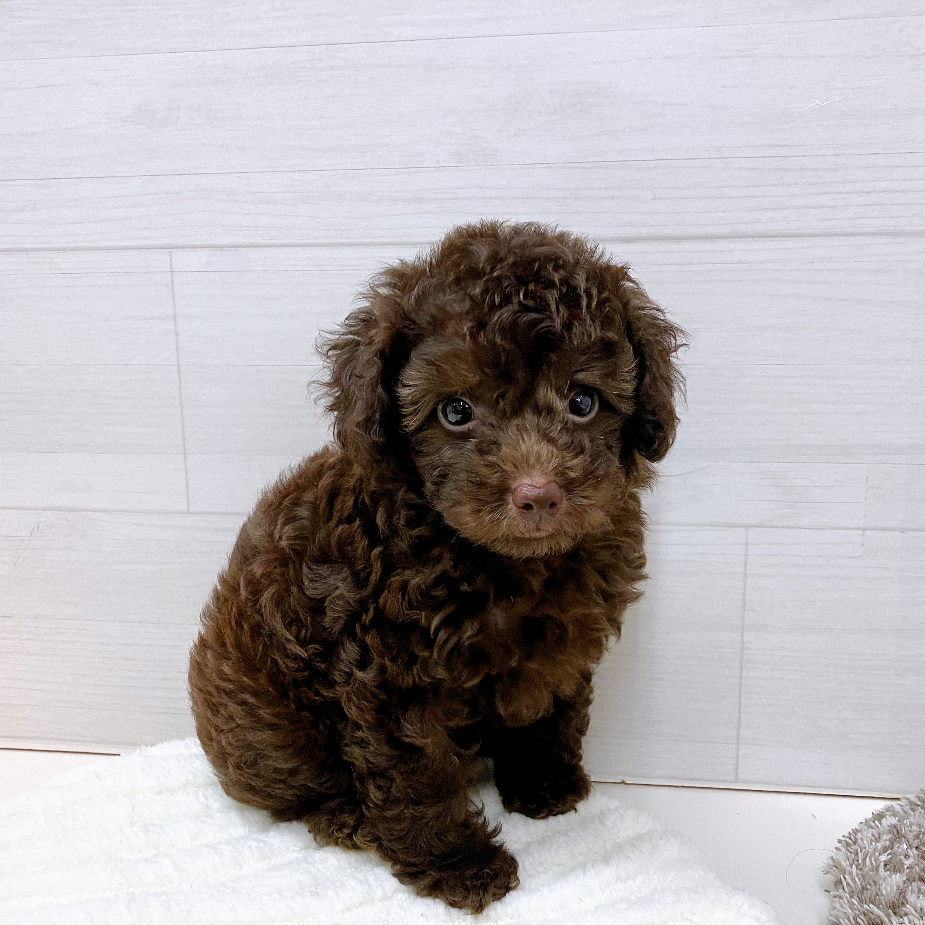 石川県のトイプードル(トイ) (犬の家＆猫の里アミーゴ金沢おこばた店/2025年7月6日生まれ/女の子/ブラウン)の子犬の2枚目の画像