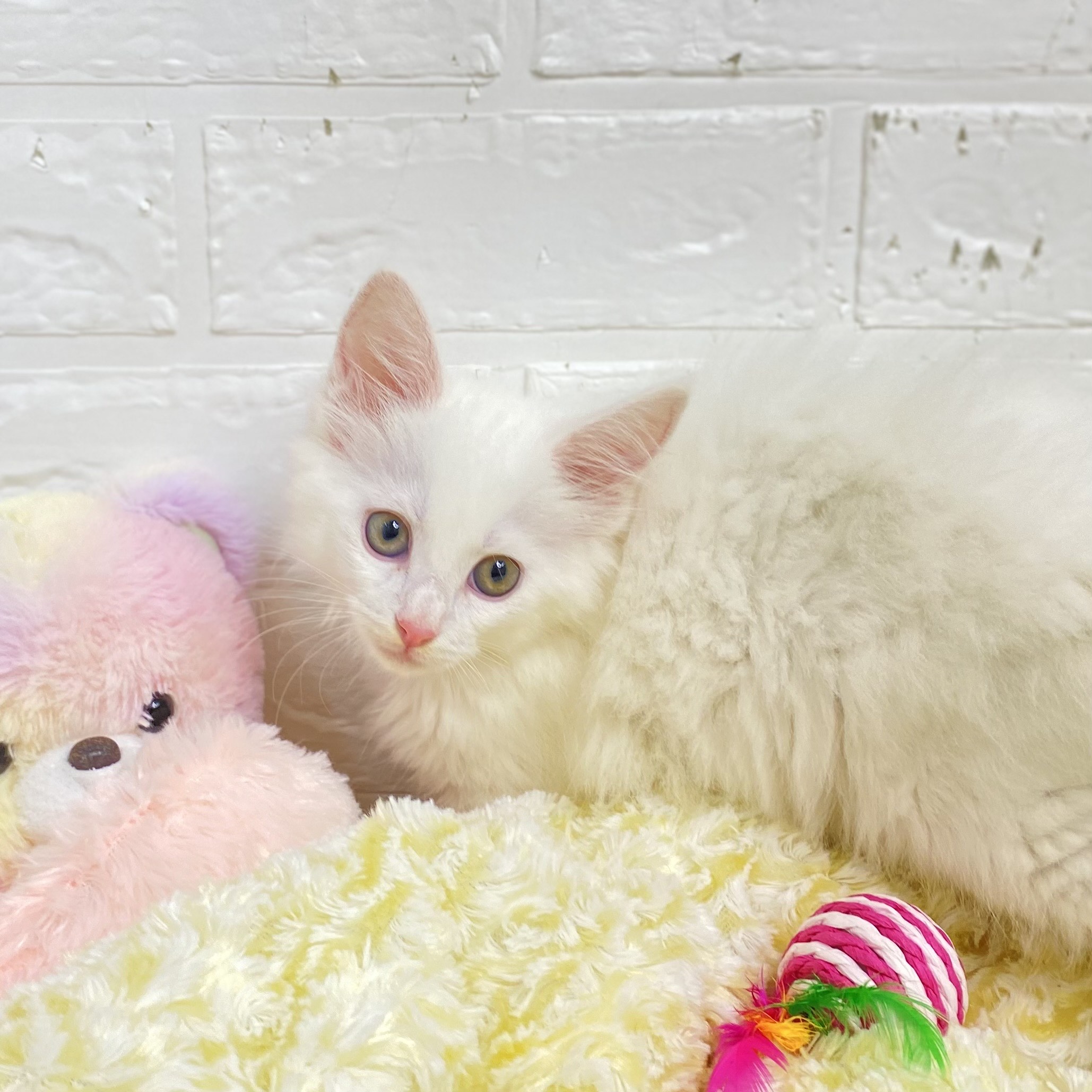 長野県のメインクーン (犬の家＆猫の里長野店/2025年7月8日生まれ/女の子/ホワイト)の子猫の2枚目の画像