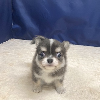 愛知県のチワワ(ロング) (犬の家＆猫の里一宮店/2025年7月8日生まれ/男の子/ブルータンホワイト)の子犬の2枚目の画像