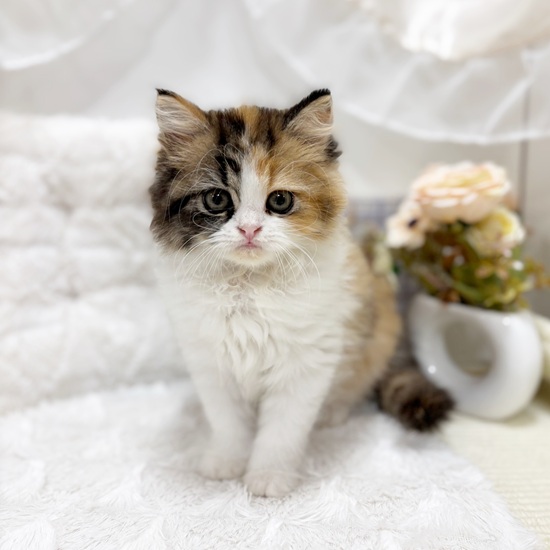 岐阜県のスコティッシュストレート (犬の家＆猫の里カラフルタウン岐阜店/2025年7月8日生まれ/女の子/ブラウンパッチドタビーホワイト)の子猫の1枚目の画像