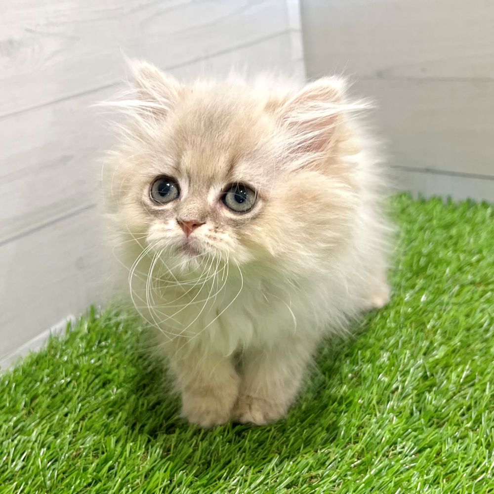 愛知県のペルシャ (犬の家＆猫の里豊田店/2025年7月7日生まれ/男の子/ブルーチンチラゴールデン)の子猫の1枚目の画像