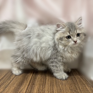 兵庫県のスコティッシュストレート (犬の家＆猫の里カナート西神戸店/2025年7月6日生まれ/男の子/ブルータビー)の子猫の2枚目の画像