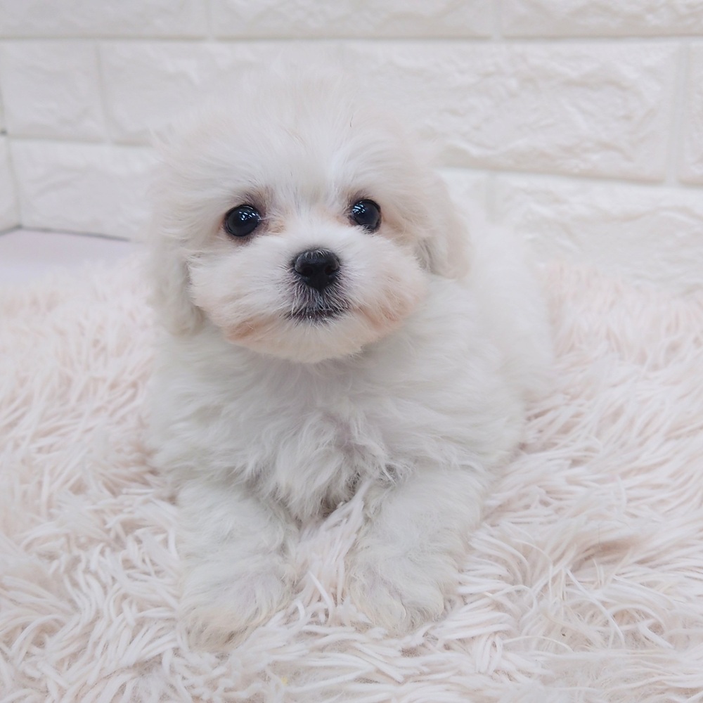 愛知県のハーフ犬・ミックス犬 (犬の家＆猫の里MEGAドン・キホーテ東海名和店/2025年7月8日生まれ/女の子/クリームホワイト)の子犬の2枚目の画像
