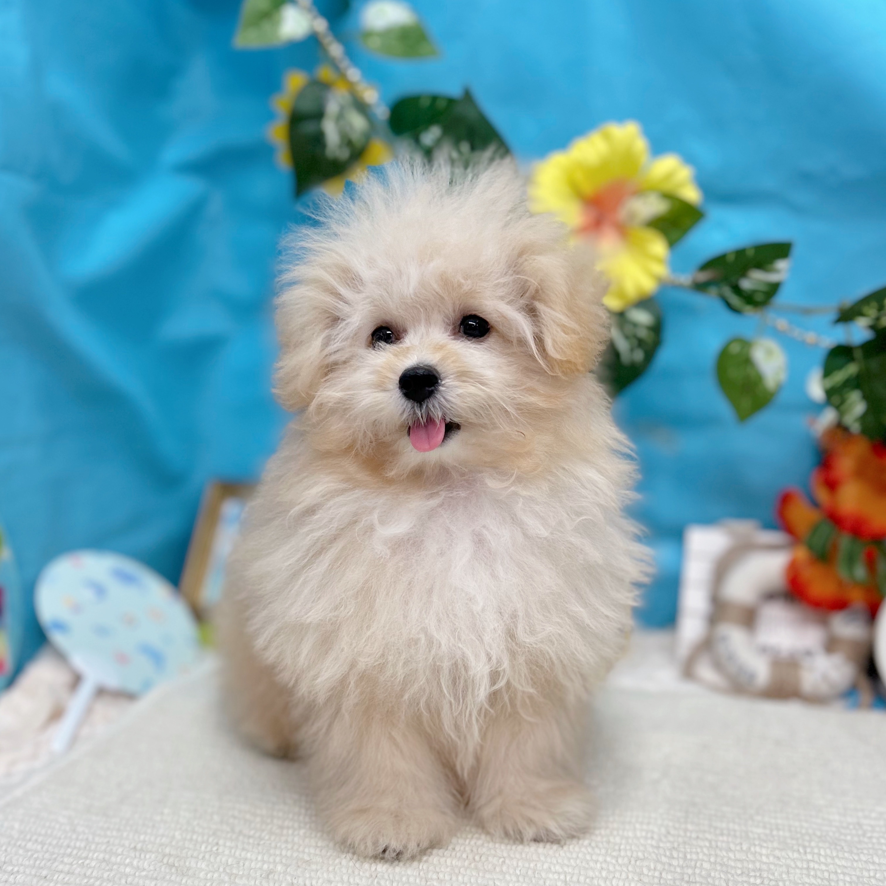 岐阜県のポメプー(ポメラニアン×プードル) (犬の家＆猫の里岐南店/2025年5月27日生まれ/男の子/クリーム)の子犬の1枚目の画像